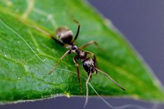 Cara Membasmi Semut Di Pohon Dengan Bahan Bahan Alami Kuatbaca