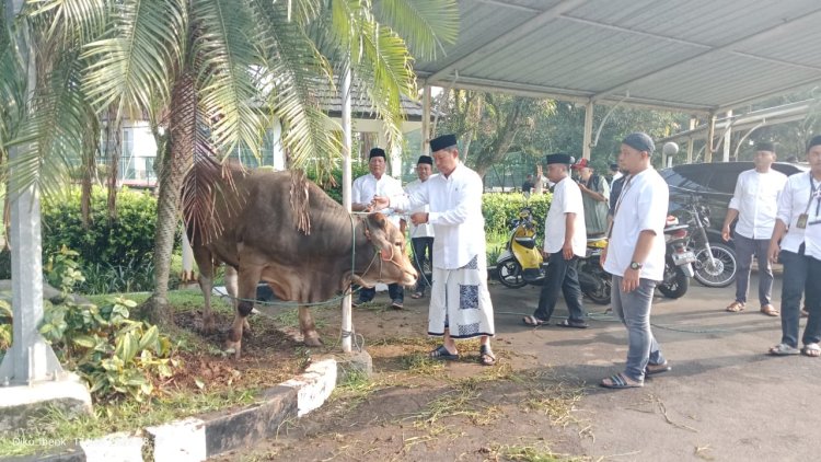 95 Ekor Sapi Dan Domba Disalurkan Pemkab Bogor Pada Perayaan Idul Adha