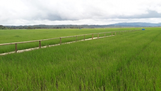 Duta Petani Milenial Jadi Bagian Program Kampus Merdeka Belajar