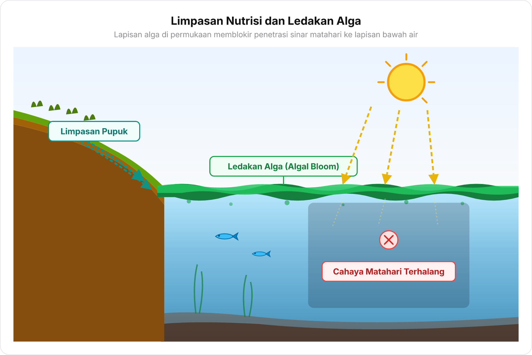 Diagram potong lintang danau menunjukkan limpasan pupuk dari darat, lapisan ledakan alga di permukaan, dan terhalangnya cahaya matahari ke dasar air.