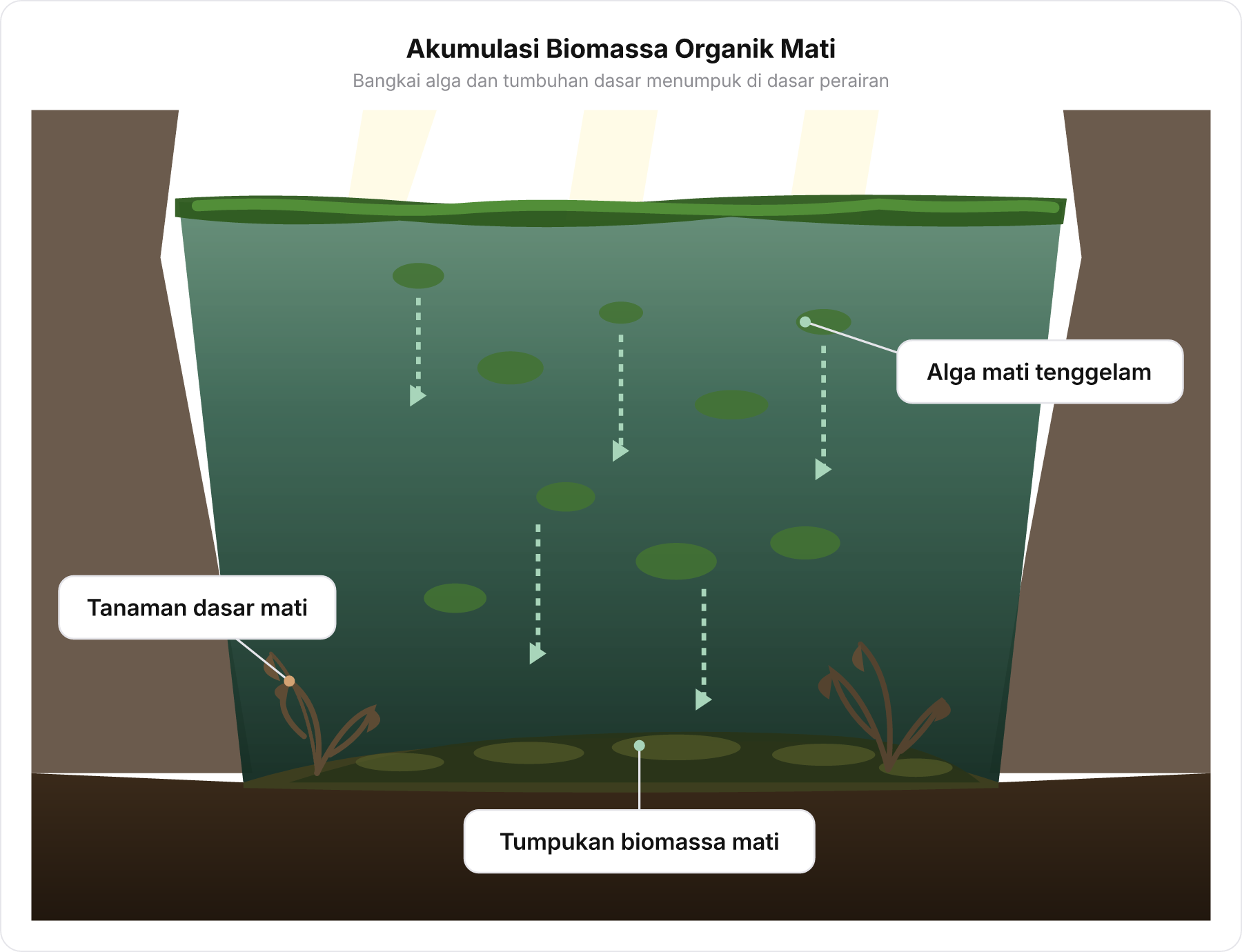Diagram perpindahan masalah ke dasar danau: alga permukaan mati dan tenggelam menjadi tumpukan biomassa bersama tanaman dasar yang mati karena gelap.