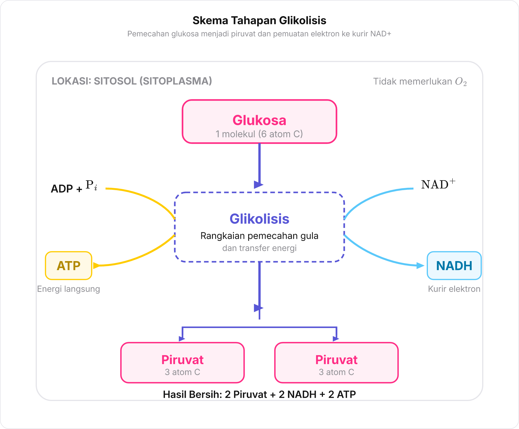 Diagram skema glikolisis memecah glukosa menjadi dua molekul piruvat disertai reduksi NAD+ menjadi NADH dan sintesis ATP.