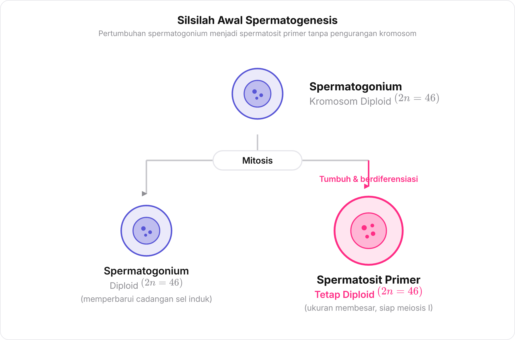 Bagan mitosis spermatogonium menjadi spermatosit primer dengan jumlah kromosom diploid 46