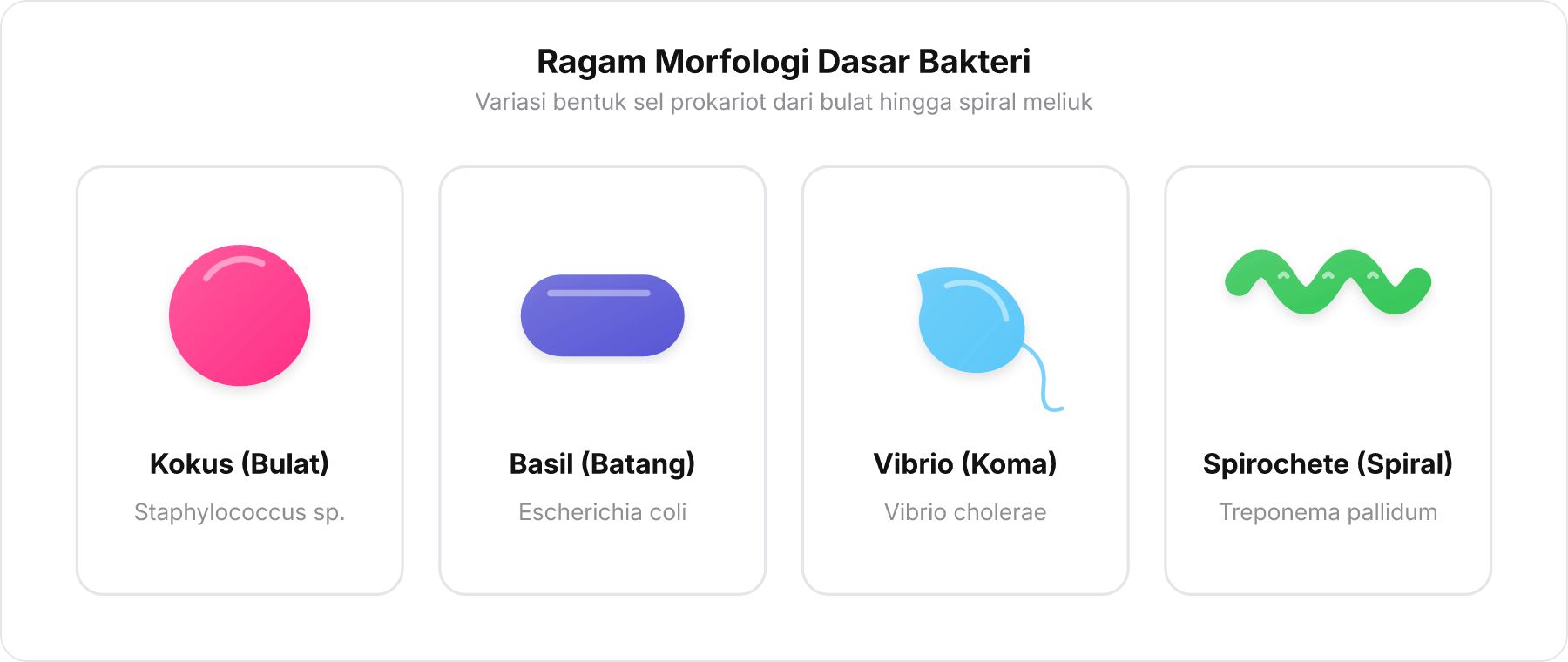 Diagram perbandingan bentuk dasar bakteri: kokus, basil, vibrio, dan spirochete.