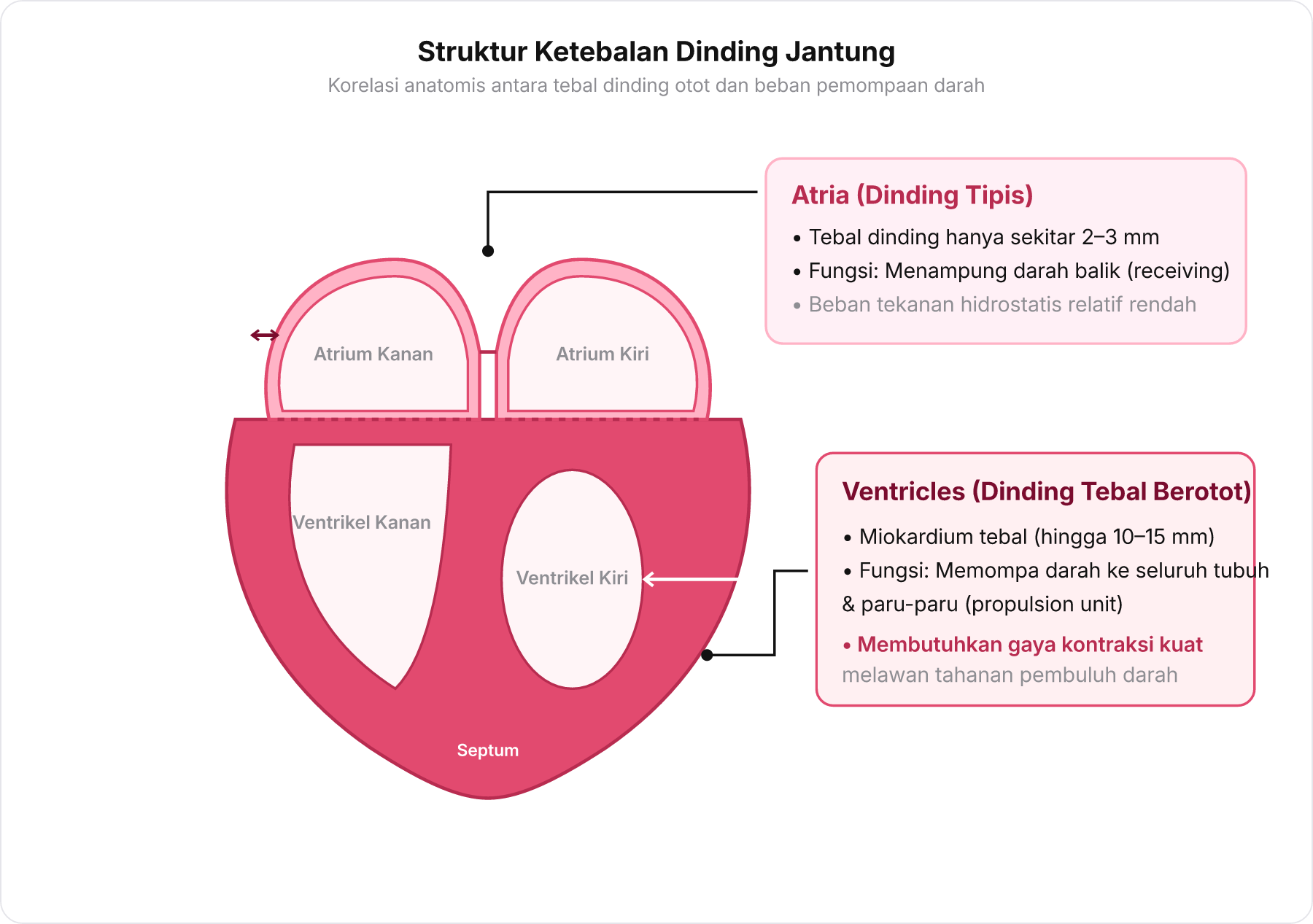 Diagram perbandingan penampang melintang ketebalan dinding otot antara Atria dan Ventricles.
