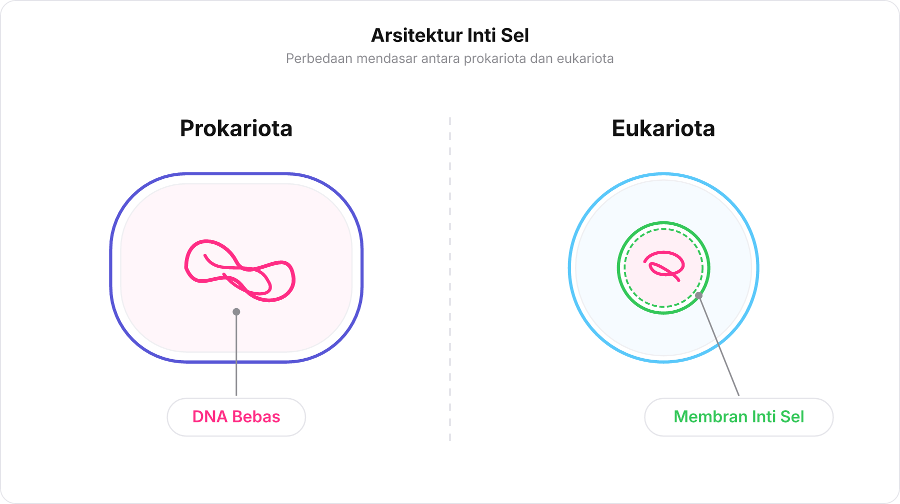 Diagram perbandingan sel prokariota dengan DNA bebas dan sel eukariota dengan materi genetik di dalam membran inti sel.