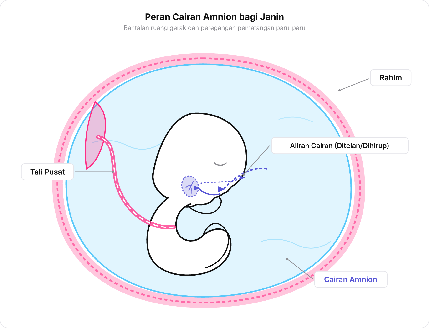 Skema janin di dalam rahim yang dilingkupi kantung amnion dengan aliran cairan ketuban yang dihirup janin.