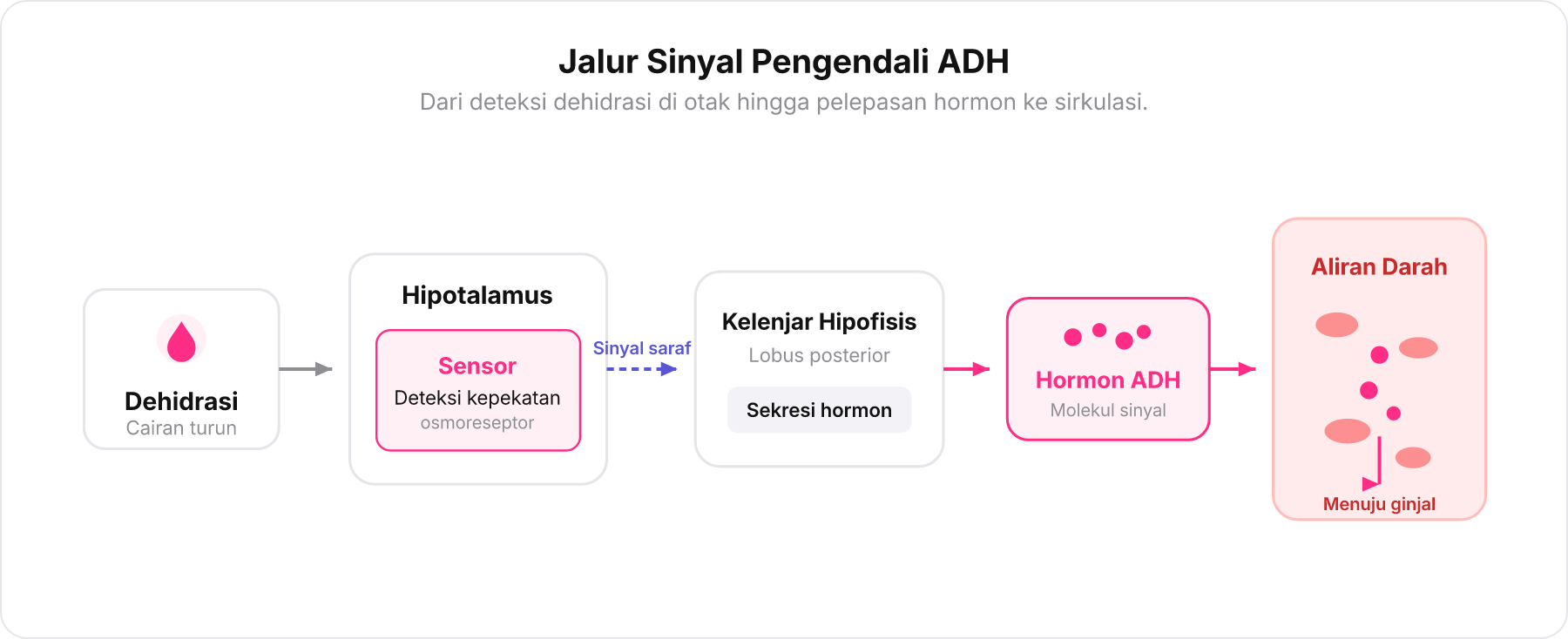 Diagram alur sekuensial respons hormonal saat dehidrasi dari hipotalamus hingga pelepasan ADH ke aliran darah.