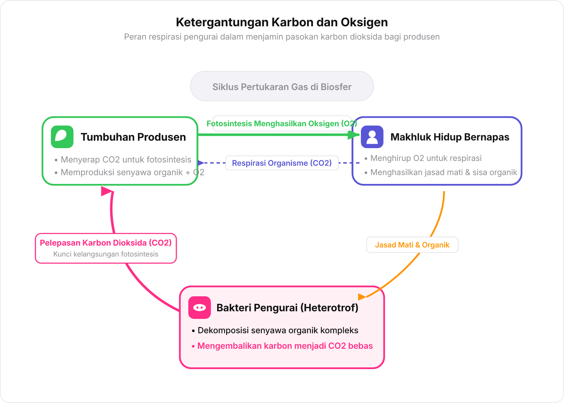Diagram siklus karbon dan oksigen yang menghubungkan bakteri heterotrof, tumbuhan produsen, dan makhluk hidup bernapas