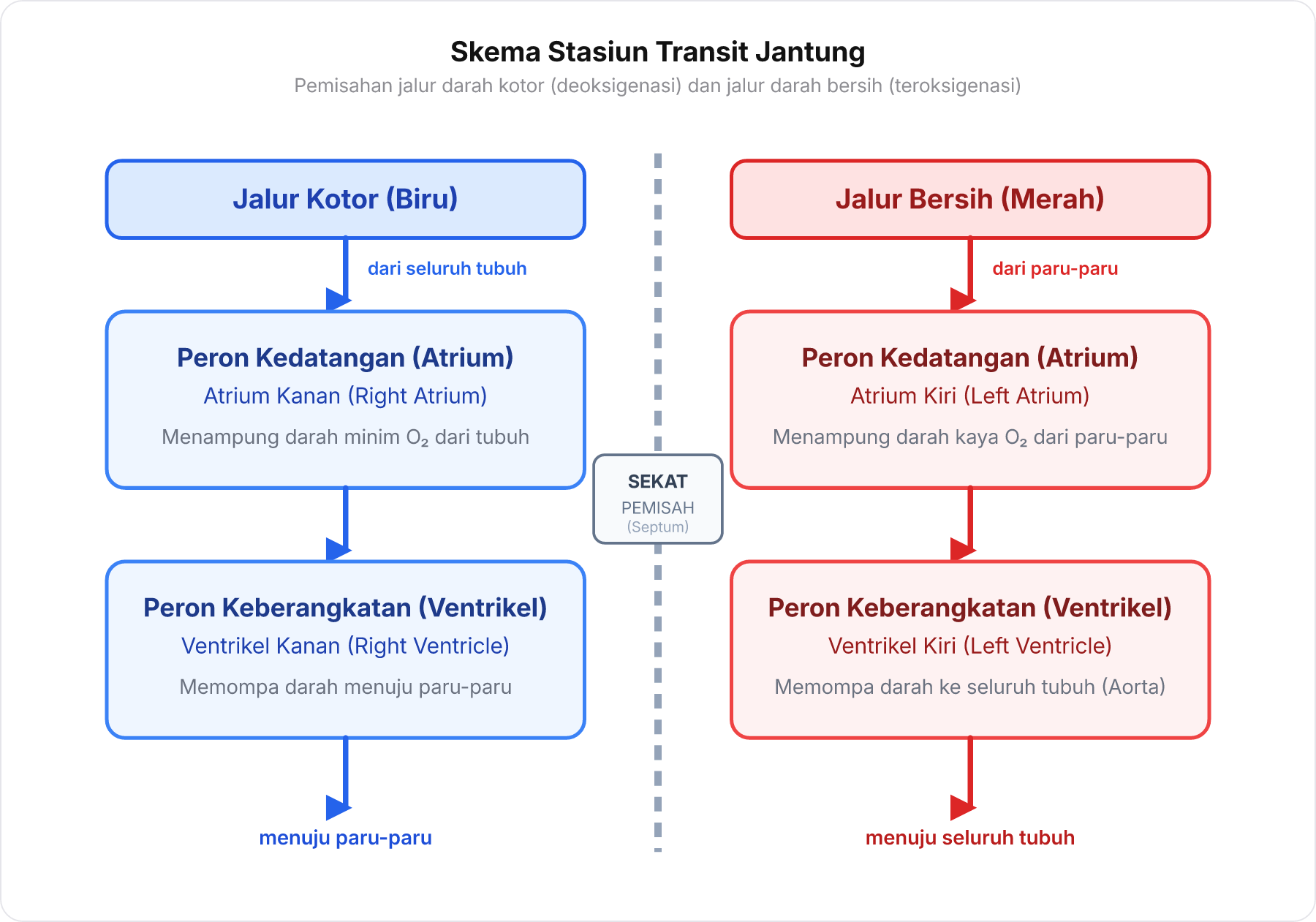 Diagram skema stasiun transit dua jalur yang memisahkan peron kedatangan atrium dan peron keberangkatan ventrikel untuk jalur kotor biru dan jalur bersih merah.