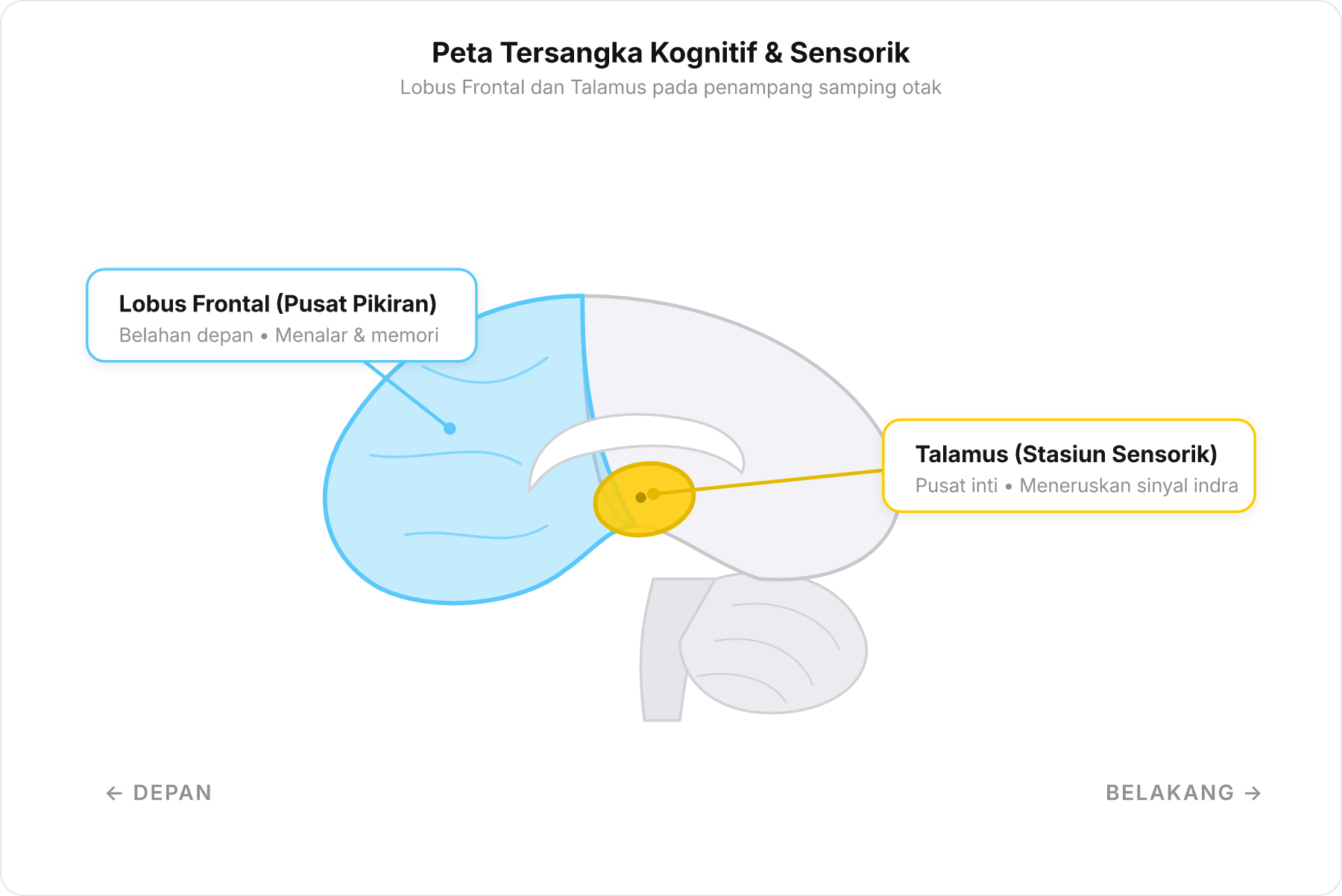 Diagram penampang otak samping menunjukkan lokasi Lobus Frontal di bagian depan dan Talamus di bagian tengah.