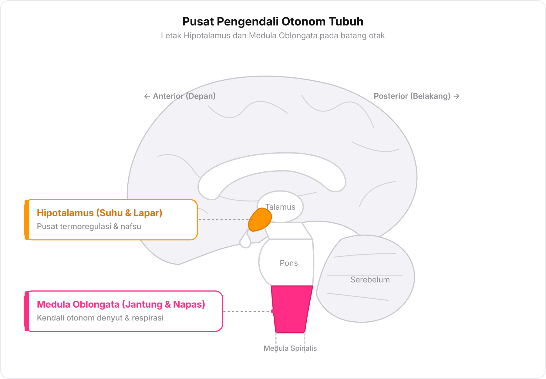Diagram kelanjutan penampang otak menyorot Hipotalamus dan Medula Oblongata di batang otak.