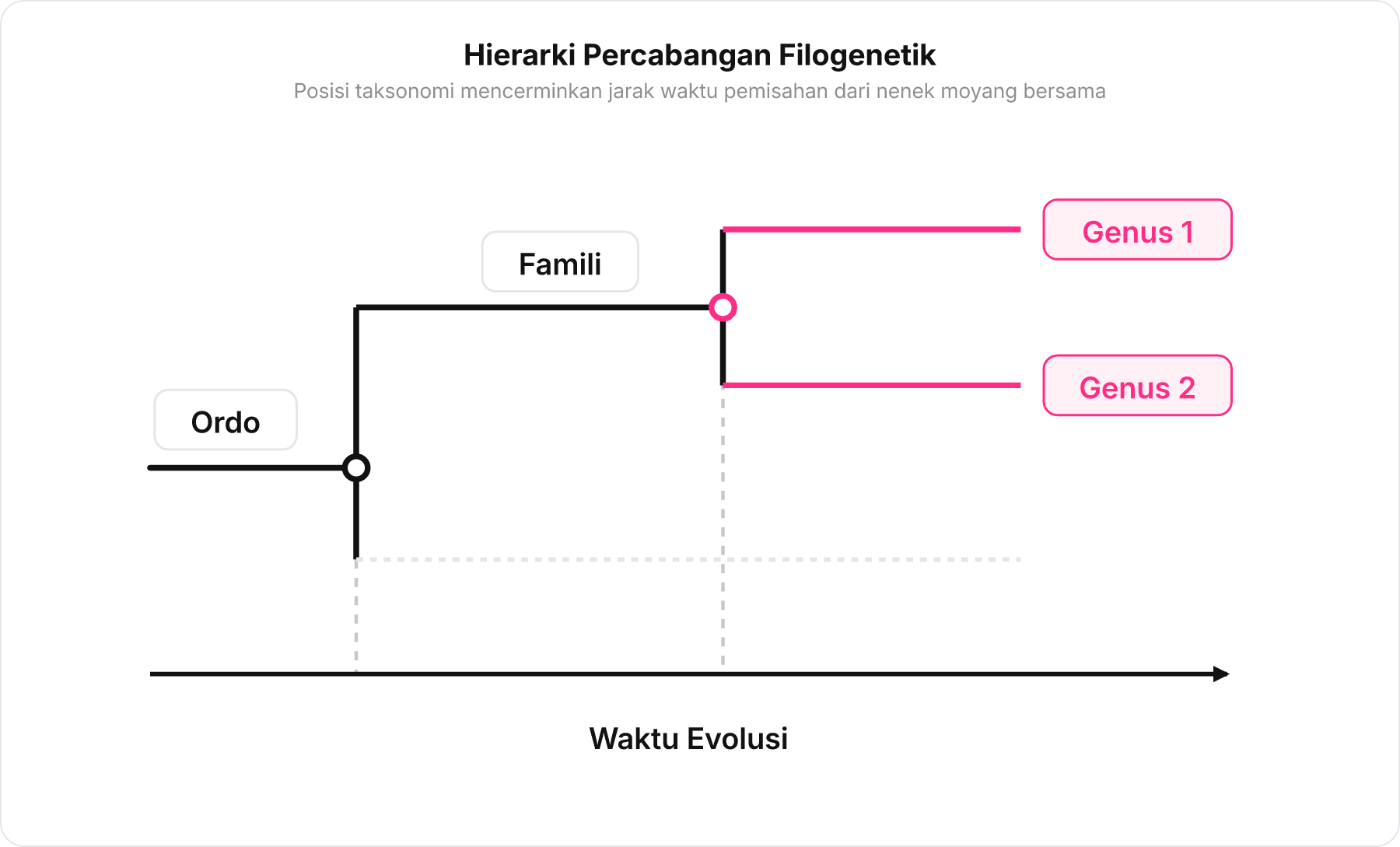 Diagram pohon filogenetik yang menggambarkan hierarki dari Ordo, Famili, hingga Genus.
