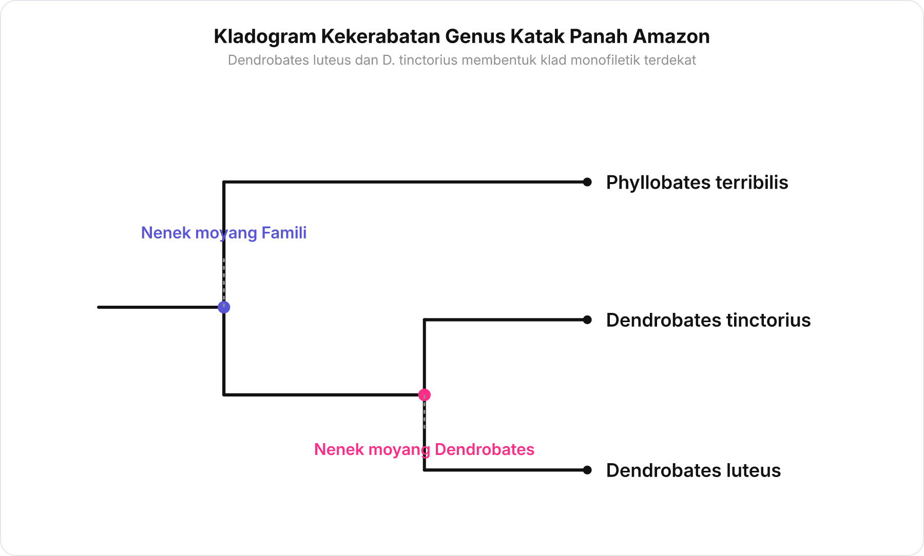Kladogram hubungan filogenetik antara Dendrobates luteus, Dendrobates tinctorius, dan Phyllobates terribilis.