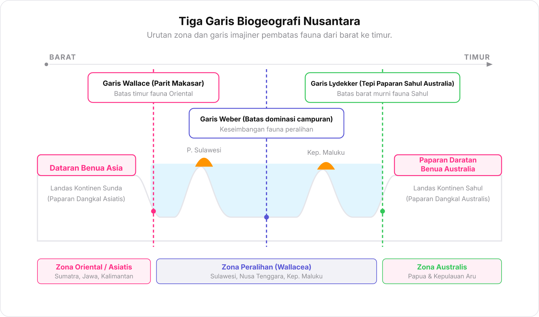 Diagram skema tiga zona biogeografi Indonesia menunjukkan Dataran Benua Asia, perairan Wallacea diapit garis pembatas, dan Paparan Sahul Australia.