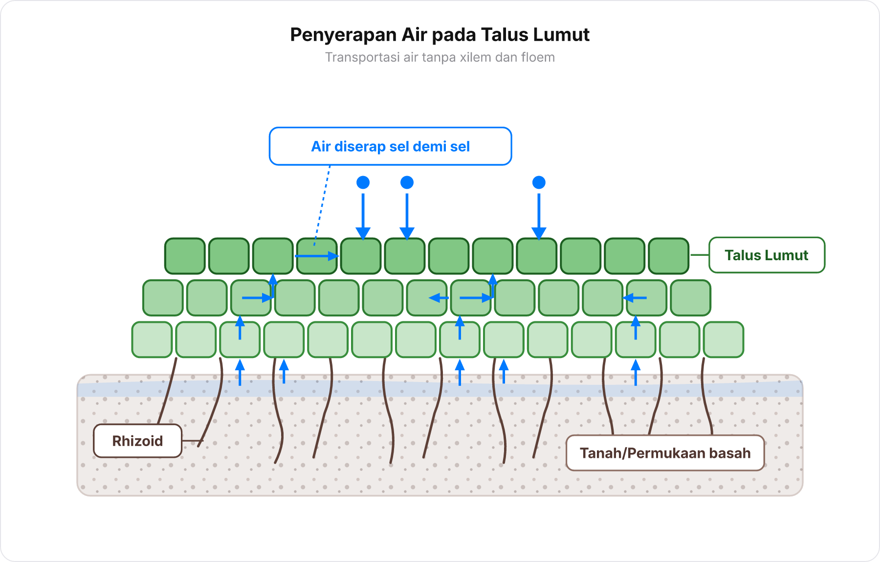 Diagram skematik irisan melintang talus lumut di atas tanah lembap menunjukkan penyerapan air langsung sel demi sel tanpa pembuluh angkut.