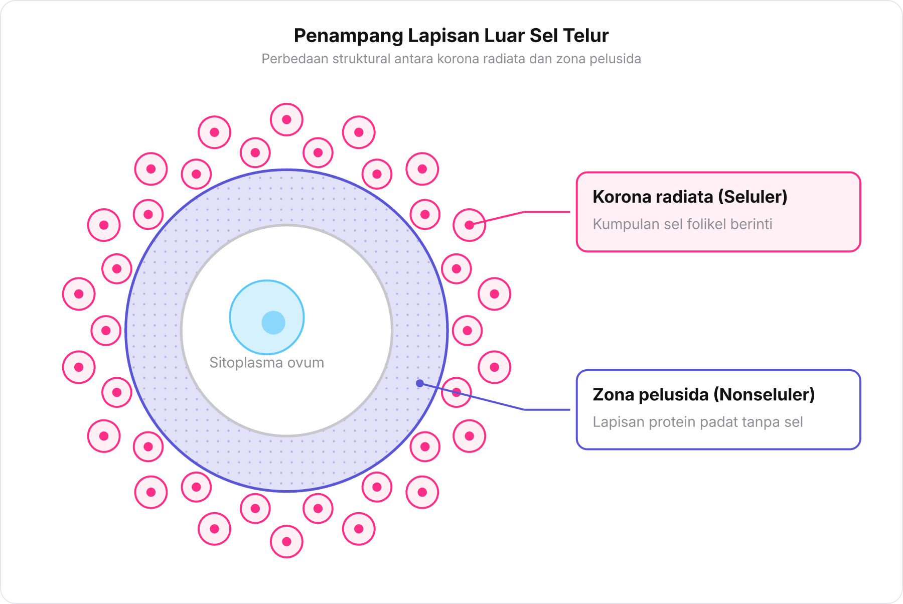 Diagram penampang sel telur membedakan korona radiata seluler dan zona pelusida nonseluler