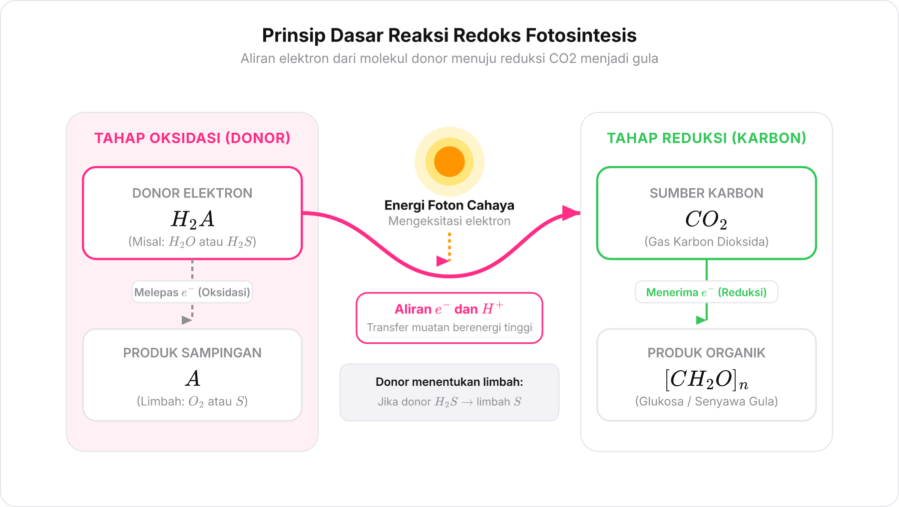 Diagram alur reaksi transfer elektron dalam fotosintesis yang menghubungkan donor elektron, cahaya, dan fiksasi karbon dioksida.