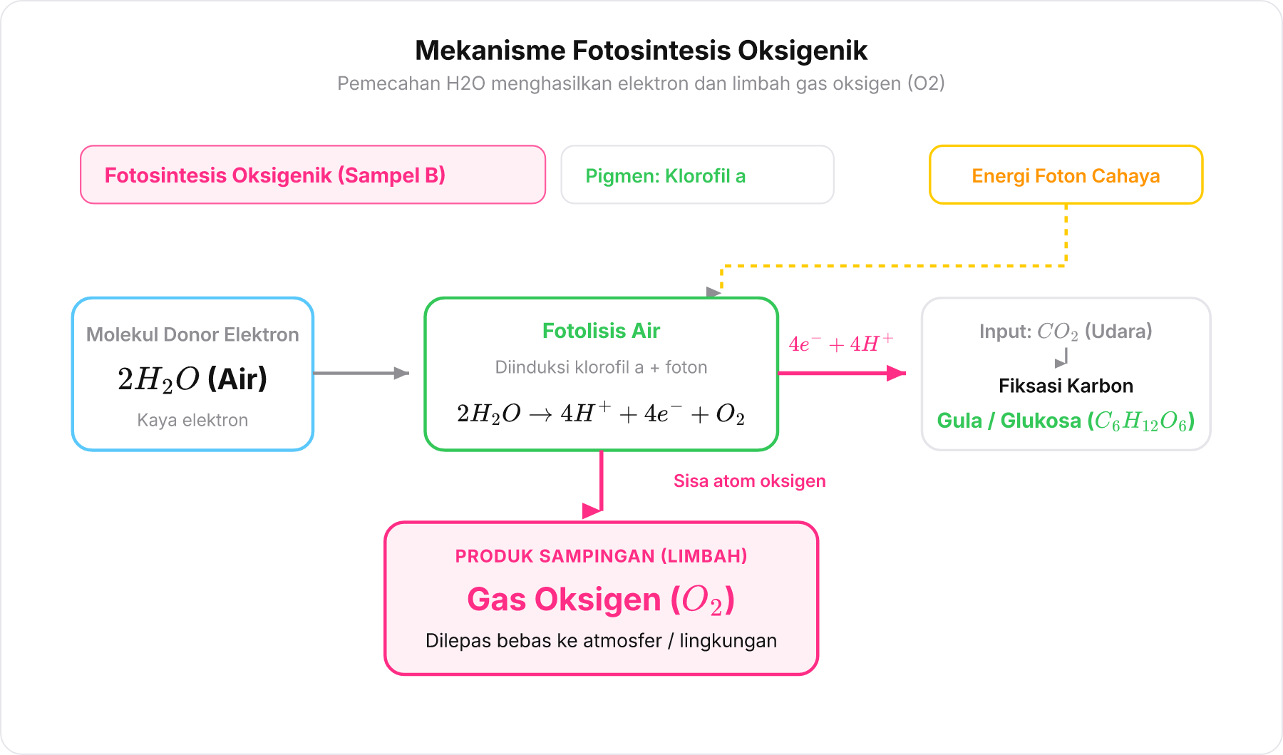 Diagram reaksi fotosintesis oksigenik yang memperlihatkan pemecahan air menjadi elektron dan gas oksigen sebagai produk sampingan.