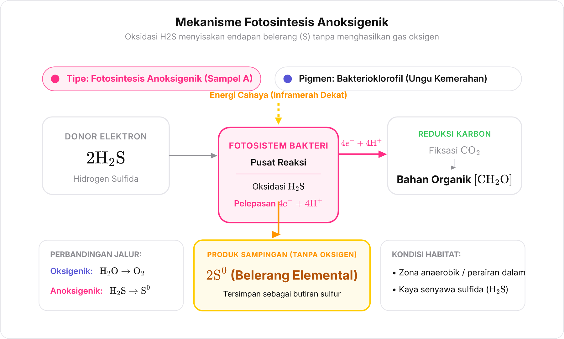 Diagram biokimia fotosintesis anoksigenik yang memperlihatkan H2S sebagai donor elektron dan belerang sebagai produk sampingan.