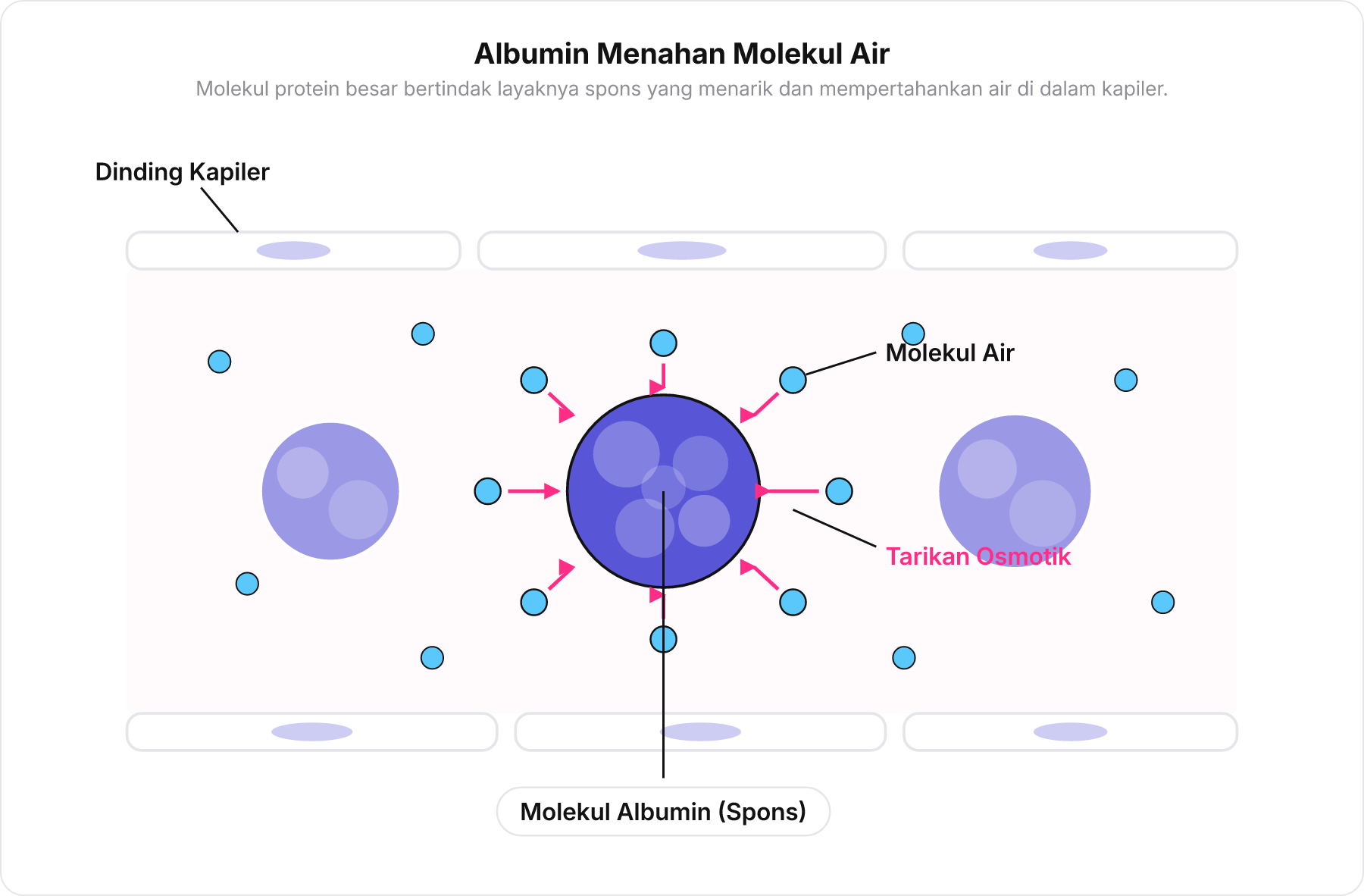 Diagram penampang lintang kapiler yang memperlihatkan molekul albumin menahan molekul air di dalam pembuluh