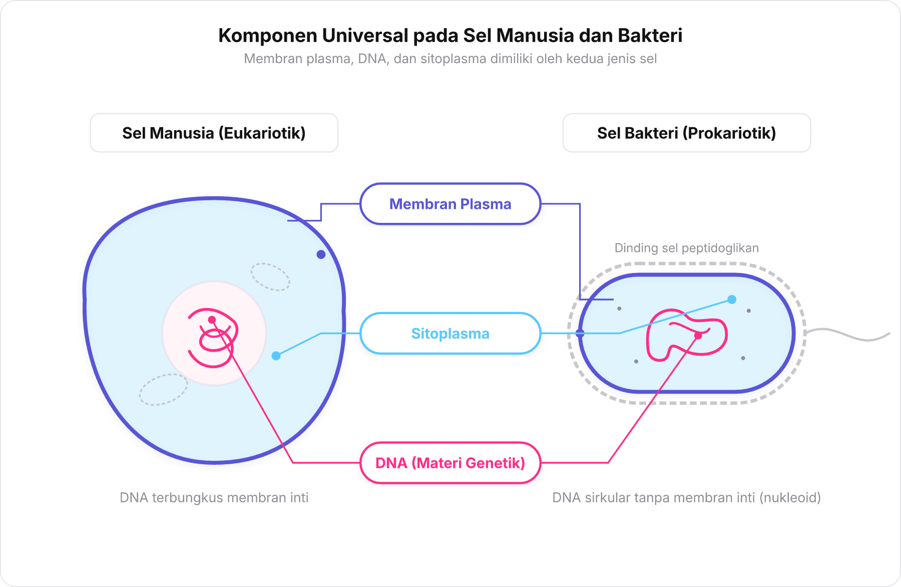 Perbandingan sel hewan dan sel bakteri menyorot membran plasma, DNA, dan sitoplasma