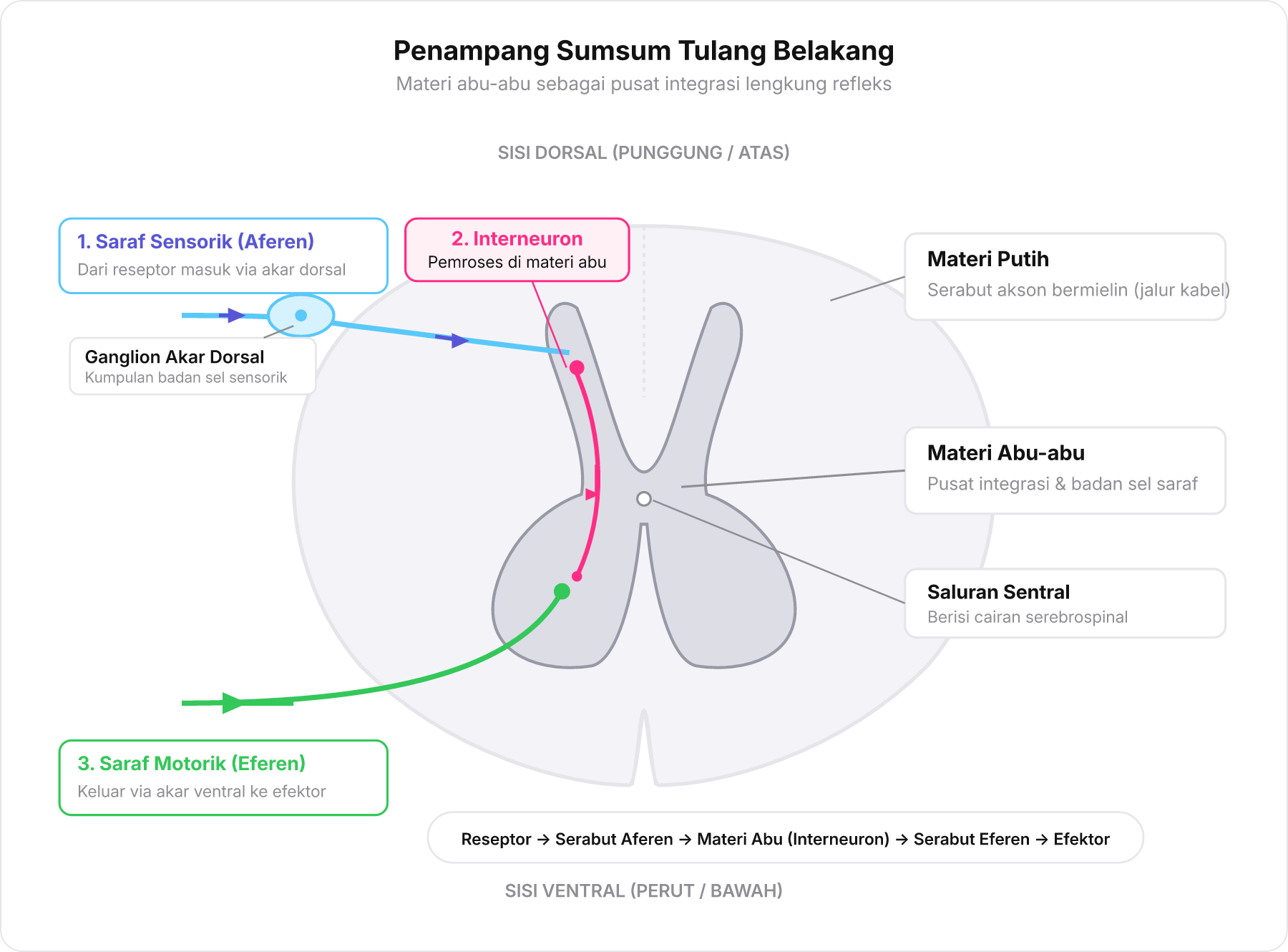 Penampang melintang sumsum tulang belakang berbentuk kupu-kupu yang menunjukkan materi abu-abu di bagian dalam dan materi putih di bagian luar.