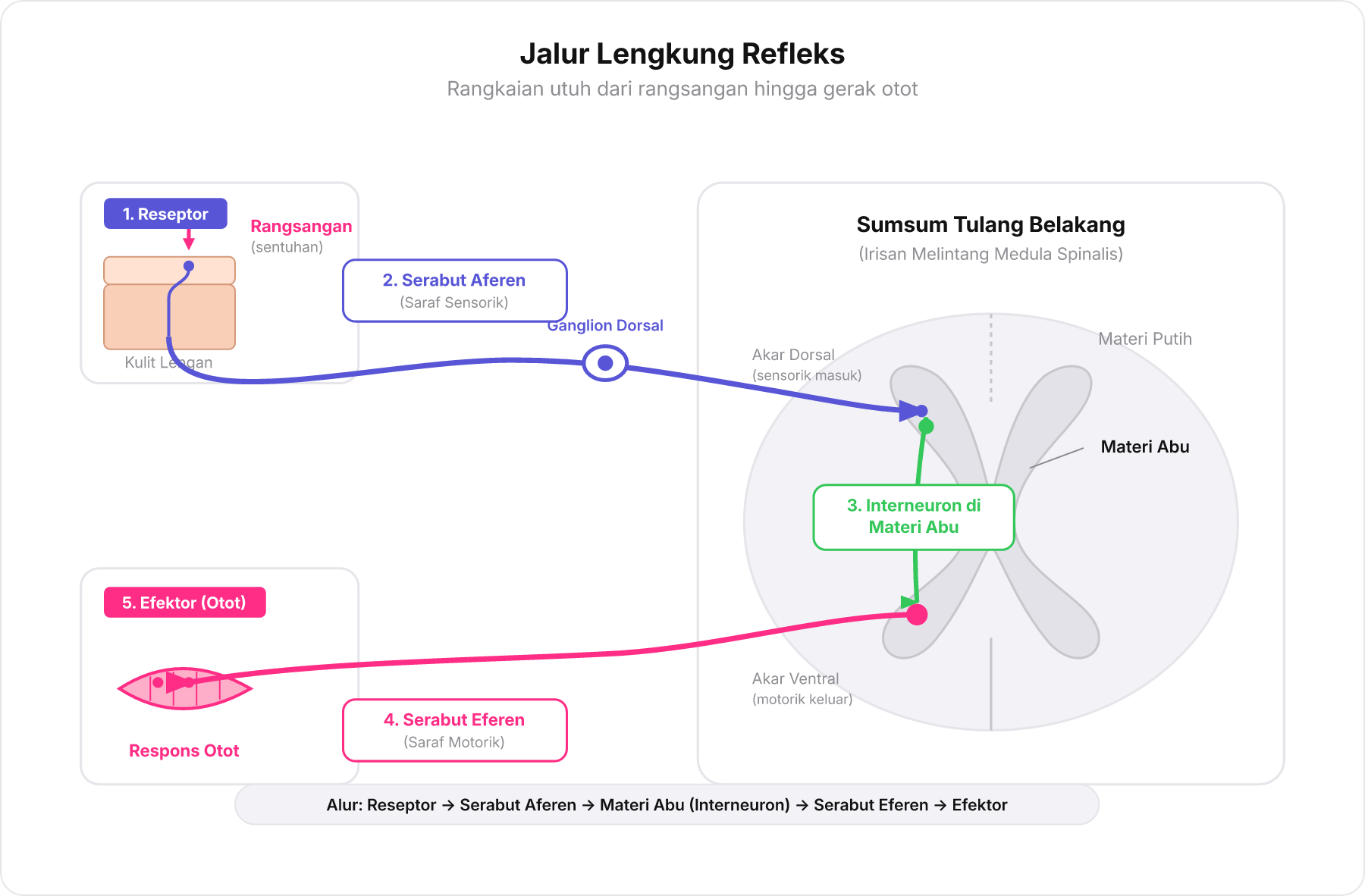 Diagram lengkung refleks lengkap dari reseptor kulit, serabut aferen, materi abu-abu dengan interneuron, serabut eferen, hingga efektor otot.