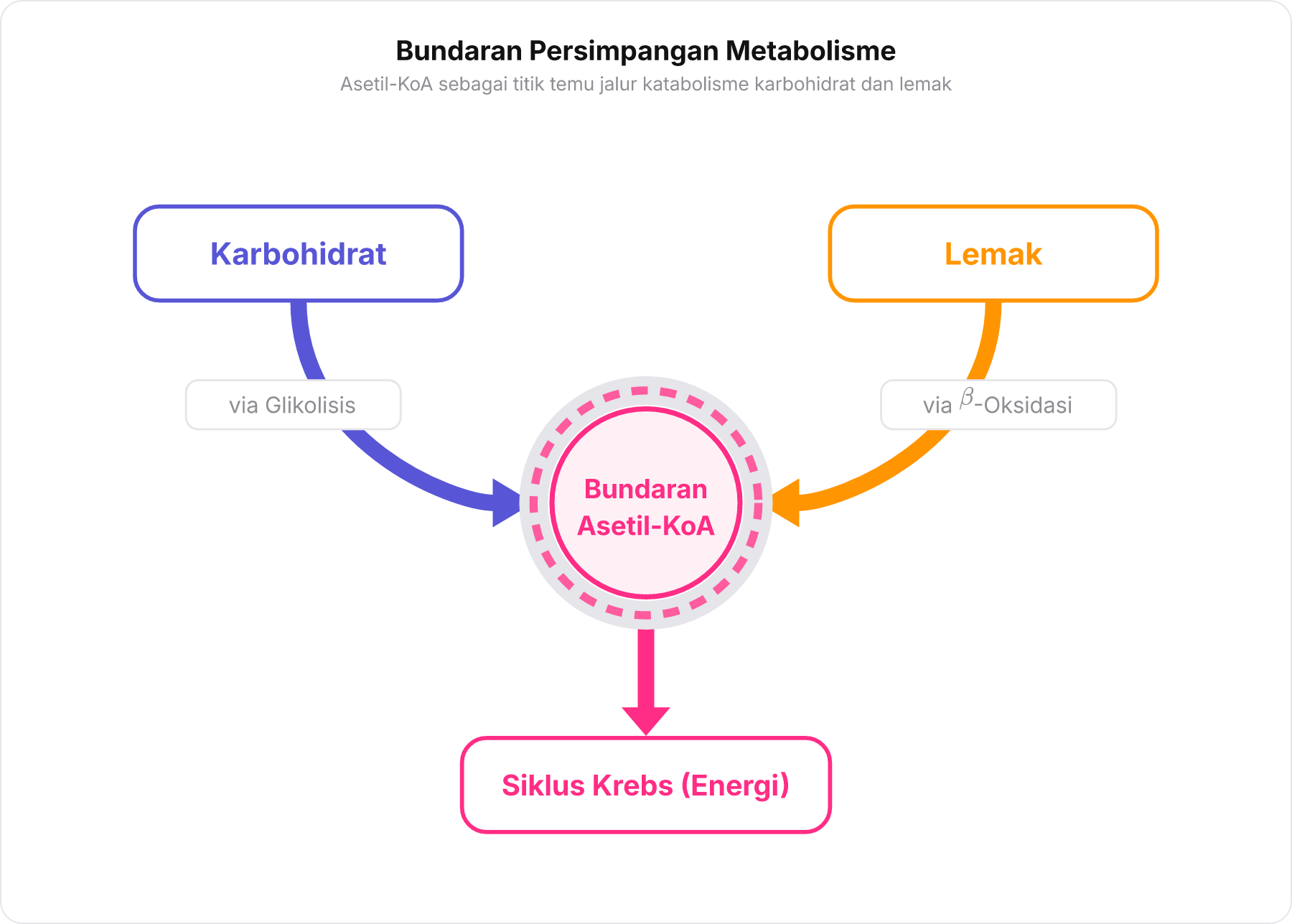 Diagram skema peta persimpangan metabolisme dengan Asetil-KoA sebagai bundaran utama yang menghubungkan karbohidrat dan lemak