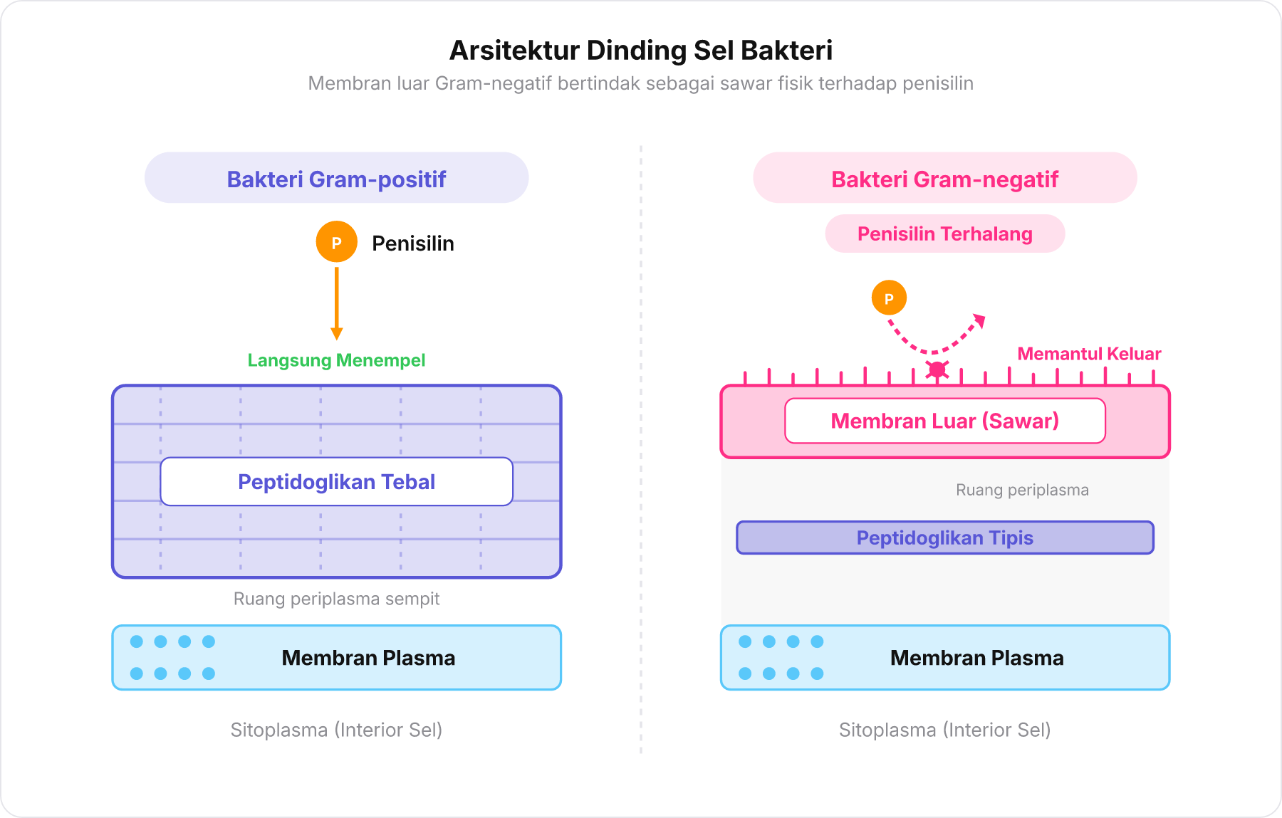 Diagram penampang dinding sel bakteri Gram-positif dan Gram-negatif beserta lintasan penisilin