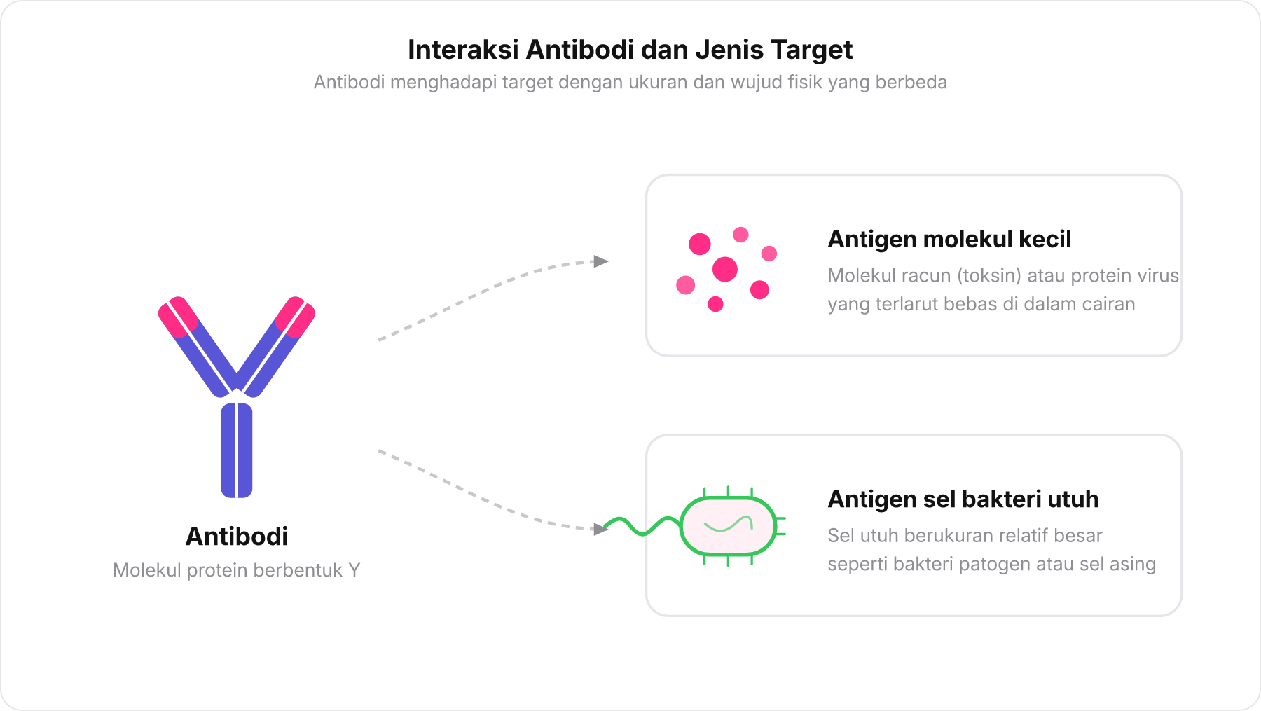 Diagram skematik antibodi berbentuk Y yang berinteraksi dengan dua jenis antigen berbeda: molekul terlarut kecil dan sel bakteri utuh.