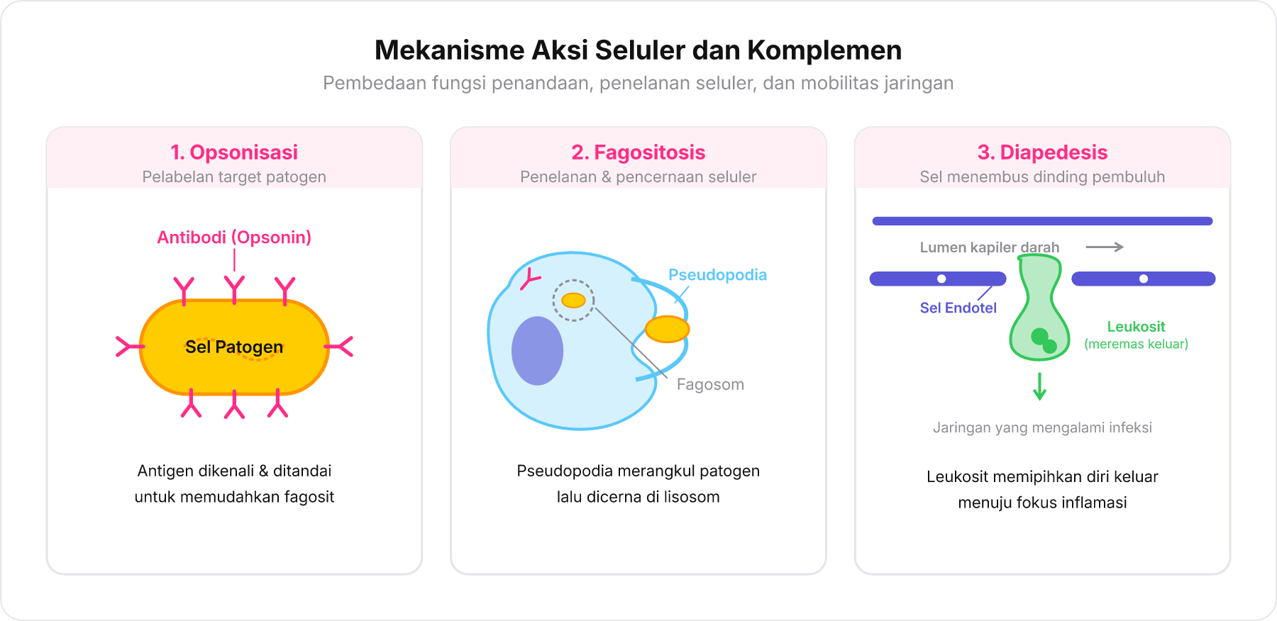 Tiga panel diagram yang membedakan mekanisme opsonisasi, fagositosis, dan diapedesis.