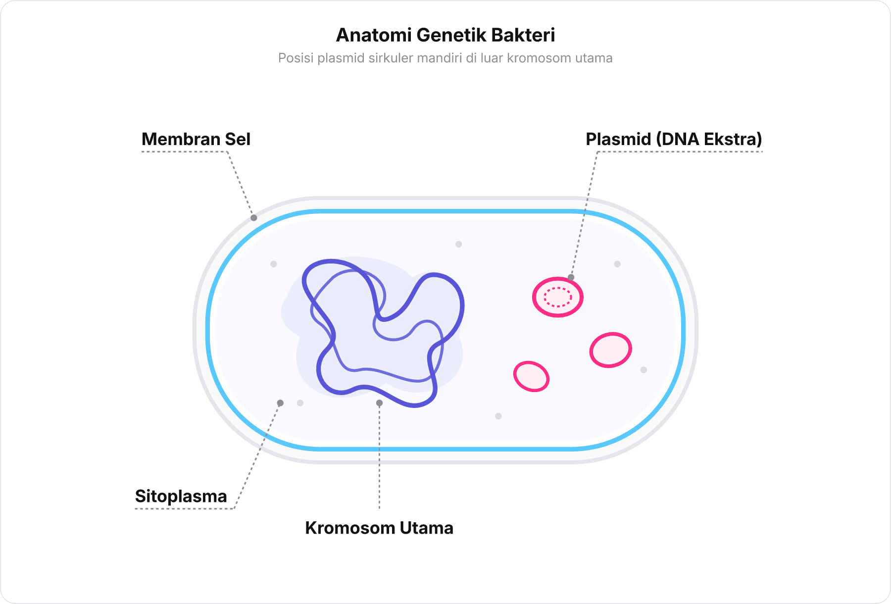 Diagram anatomi bakteri memperlihatkan kromosom utama dan lingkaran plasmid bebas di sitoplasma