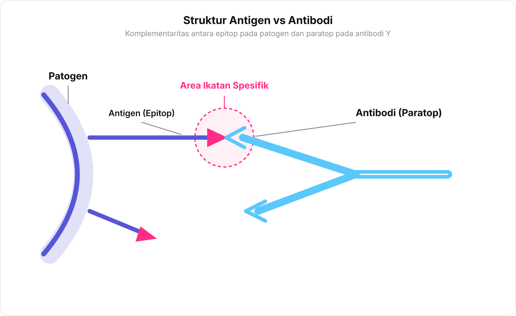 Diagram skematik perbedaan struktur patogen pembawa antigen berhadapan dengan molekul antibodi bentuk Y.