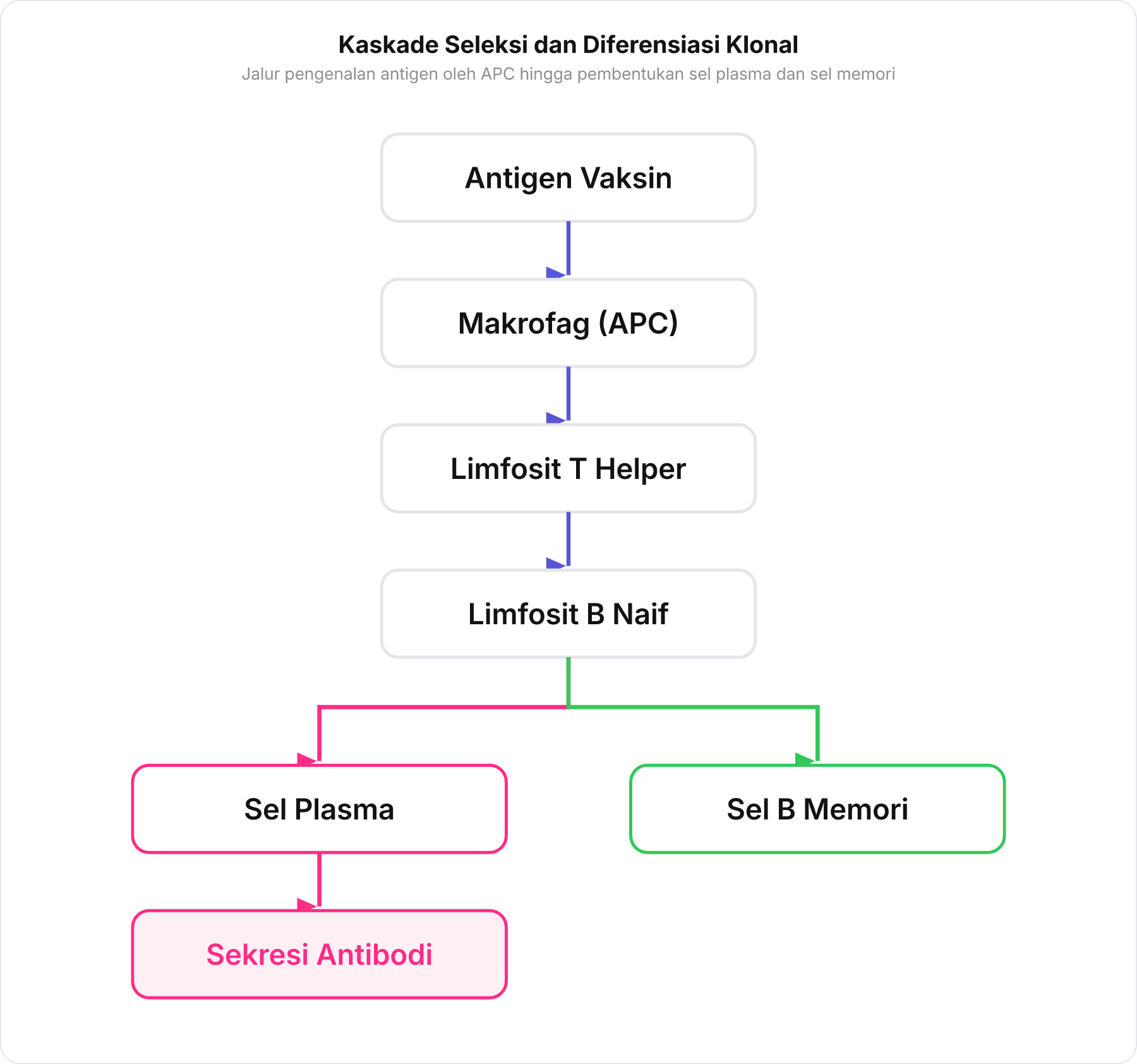 Bagan alir kaskade seleksi klonal dari antigen vaksin hingga sel plasma dan sel memori.