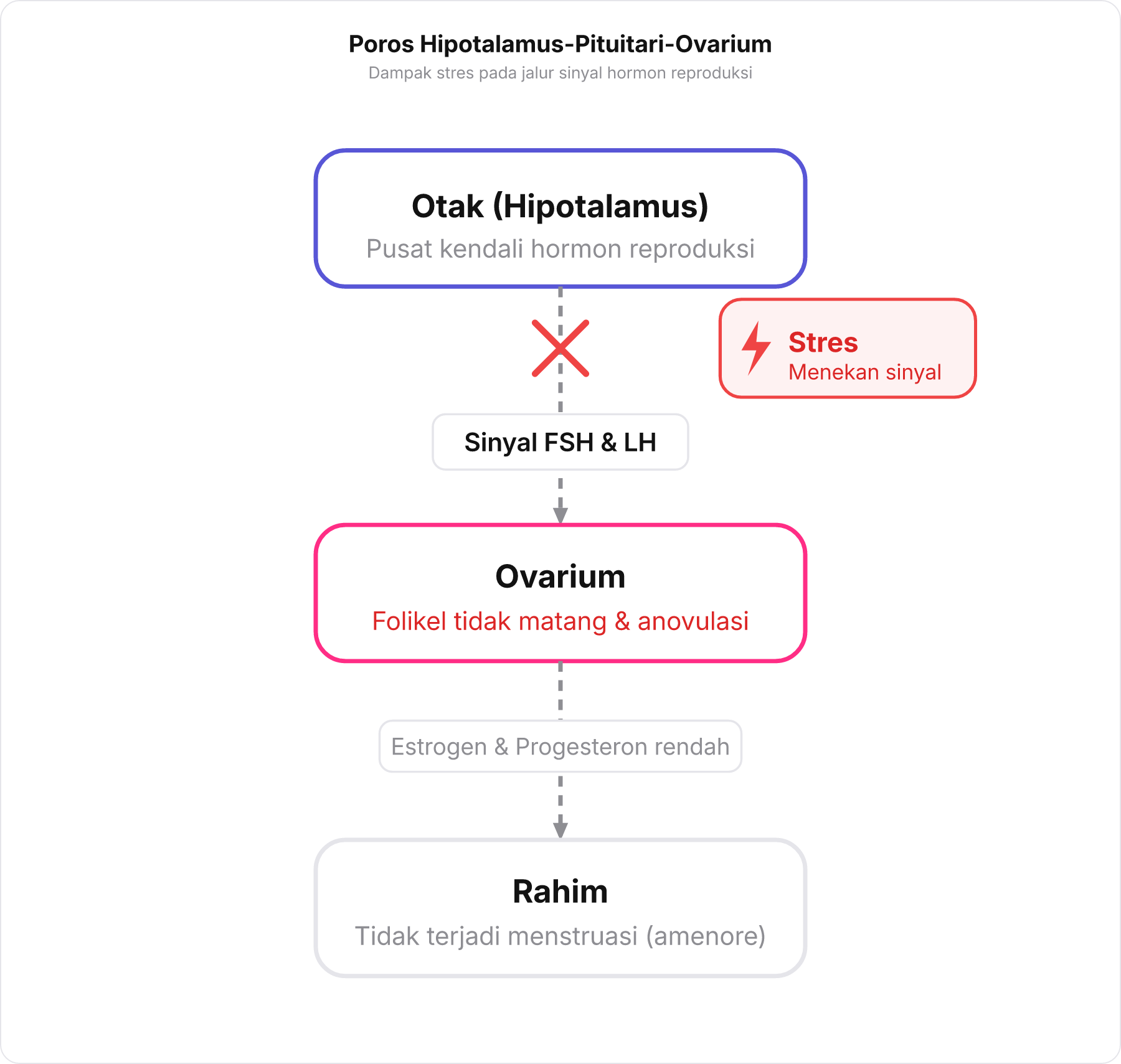 Diagram skema kontrol Poros HPO dan pengaruh stres terhadap pelepasan hormon