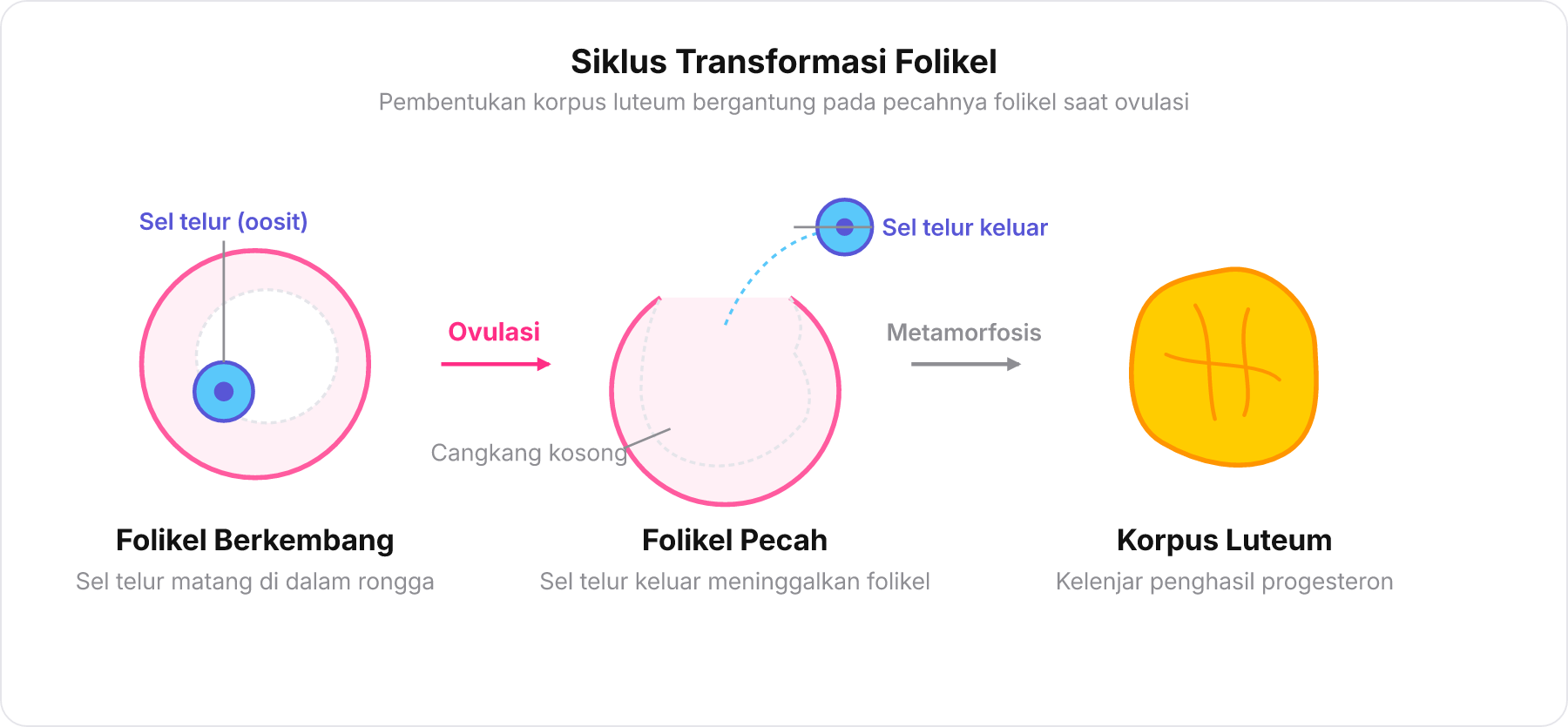 Diagram transformasi folikel dari folikel utuh, ovulasi, hingga menjadi korpus luteum
