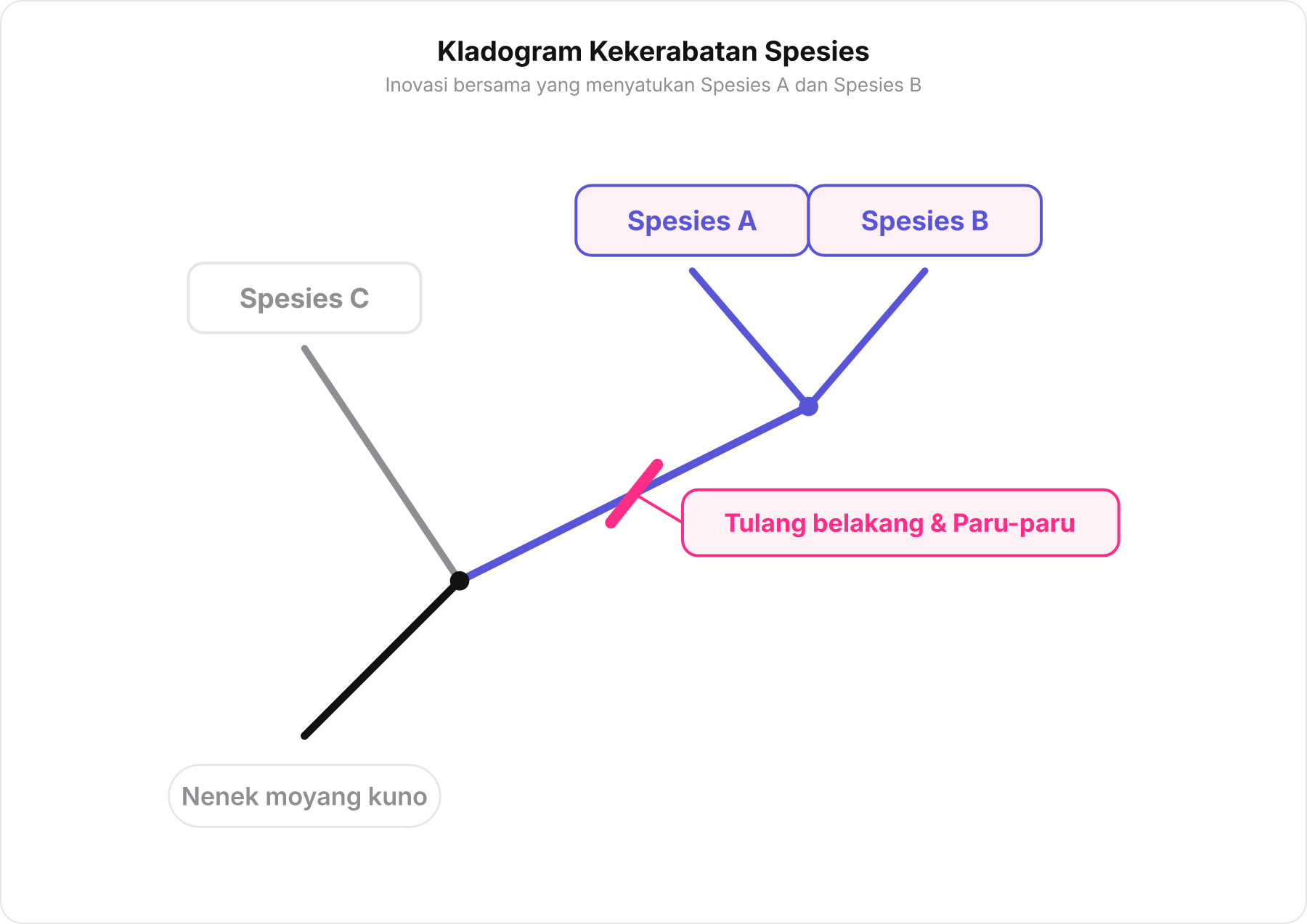 Diagram kladogram percabangan Spesies C, Spesies A, dan Spesies B dengan titik inovasi tulang belakang dan paru-paru