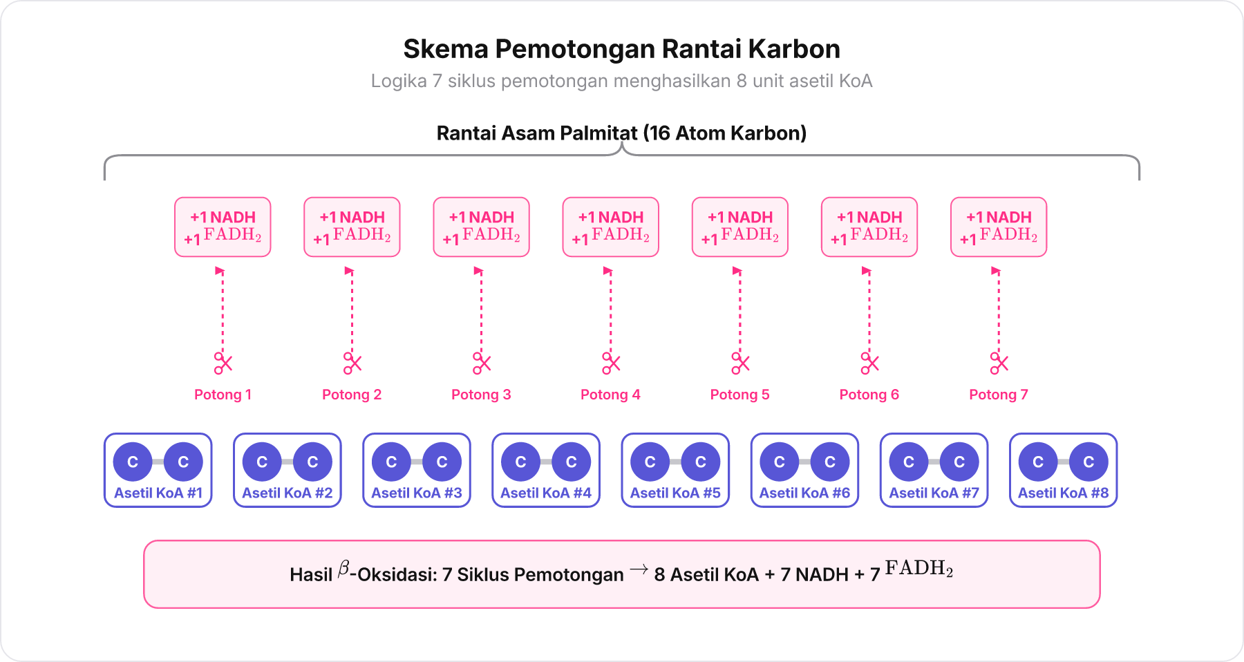 Diagram pemotongan rantai 16 karbon menjadi 8 molekul asetil KoA melalui 7 kali pemotongan yang menghasilkan NADH dan FADH2
