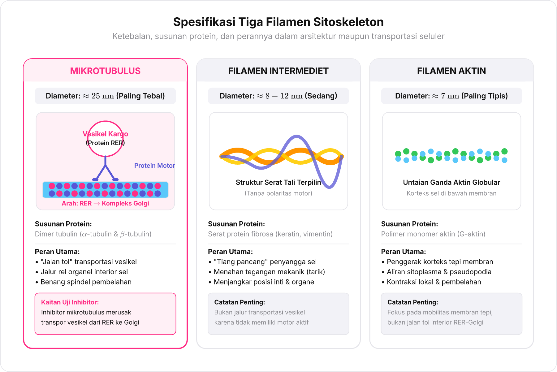 Diagram komparasi tiga jenis filamen sitoskeleton beserta fungsi dan ukuran diameternya.