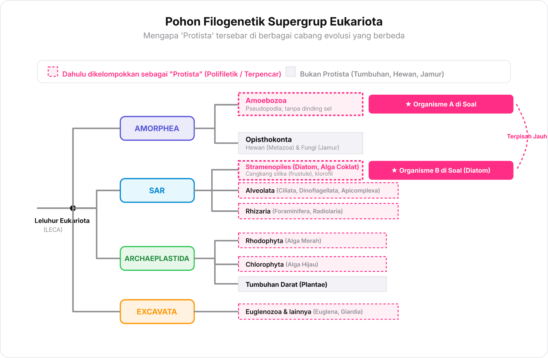 Pohon filogenetik eukariota modern yang memetakan organisme protista ke dalam supergrup terpisah