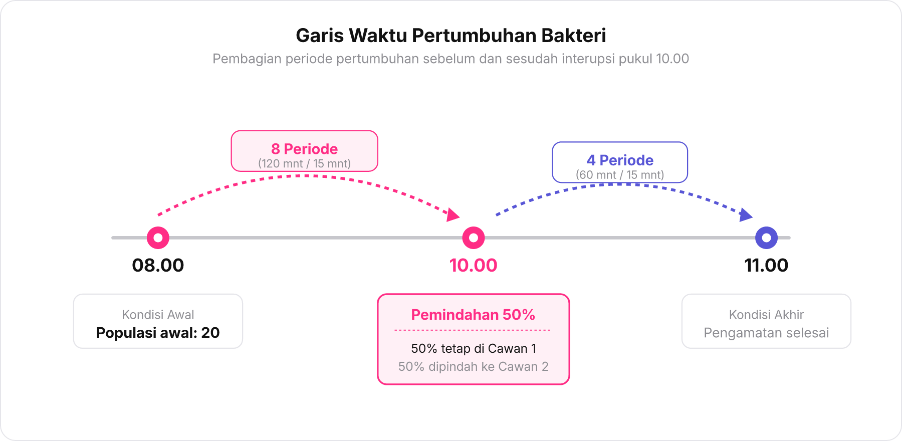 Garis waktu pembelahan bakteri dari pukul 08.00 hingga 11.00 dengan pembagian populasi di pukul 10.00.