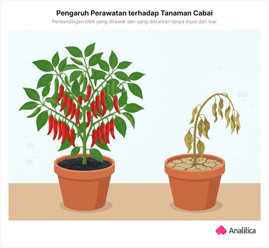 Dua pot tanaman cabai bersebelahan: satu pot subur berbuah lebat karena disiram dan dipupuk, satu pot kering dan layu merunduk tanpa perawatan.