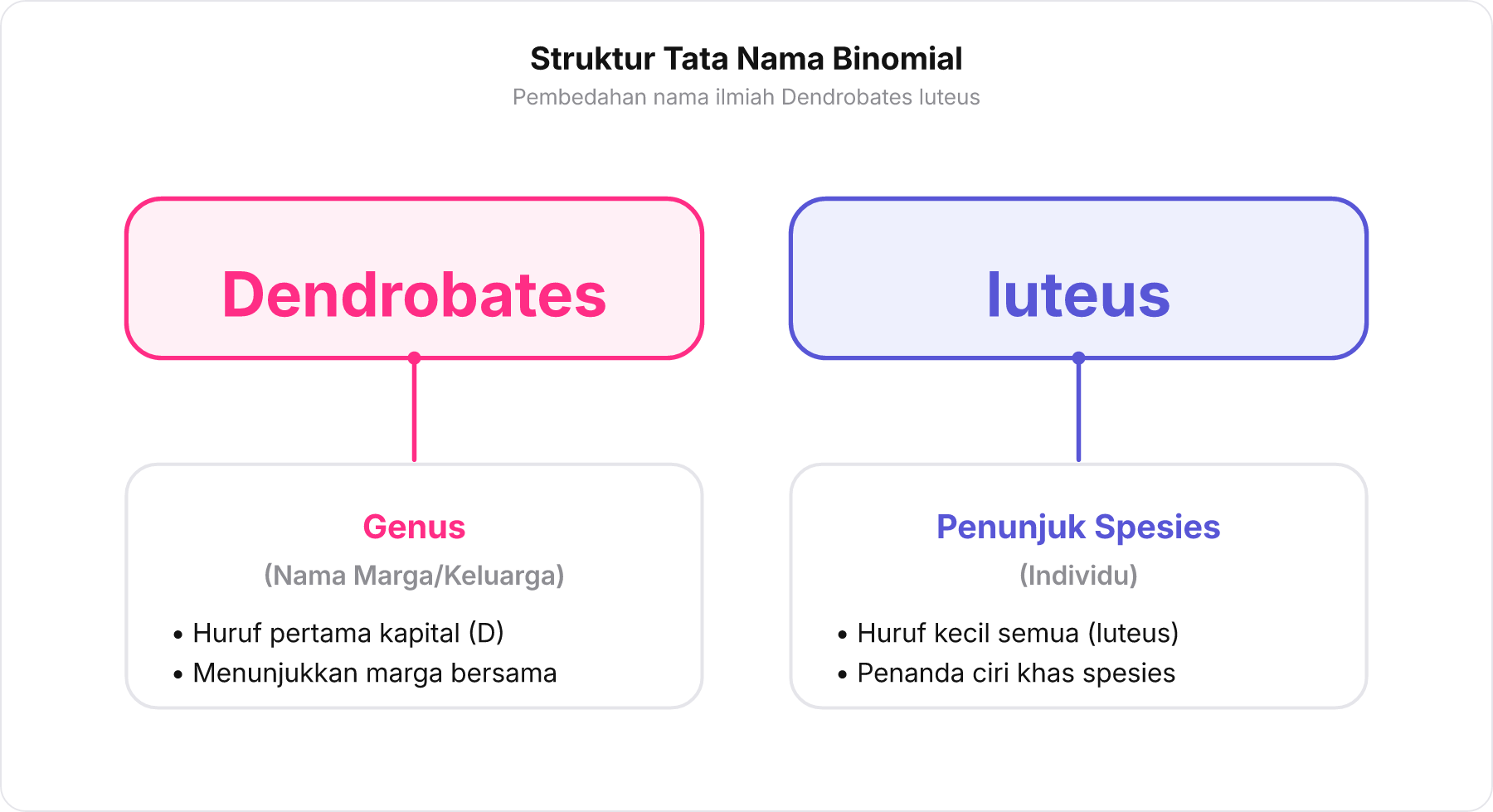 Diagram pembedahan struktur nama ilmiah Dendrobates luteus menjadi Genus dan penunjuk spesies