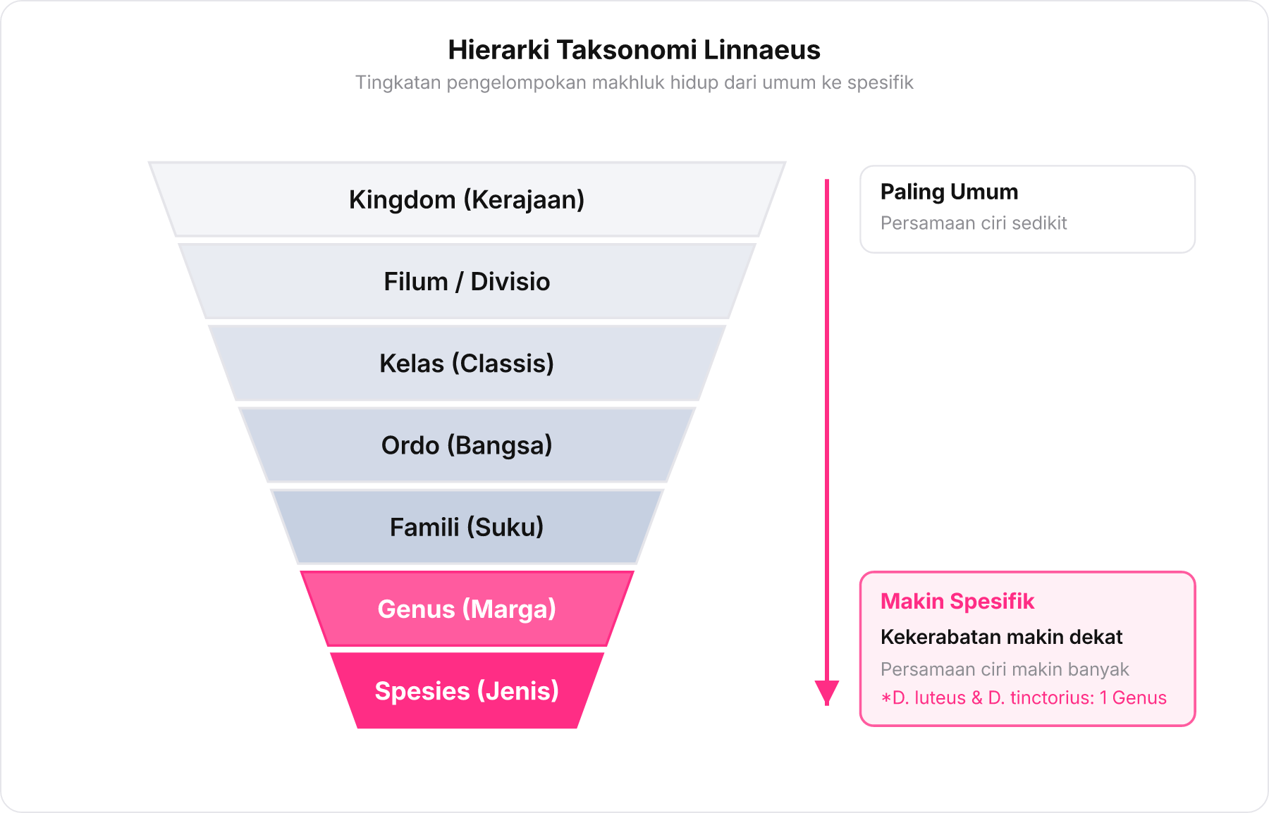 Piramida terbalik hierarki taksonomi dari Kingdom hingga Spesies