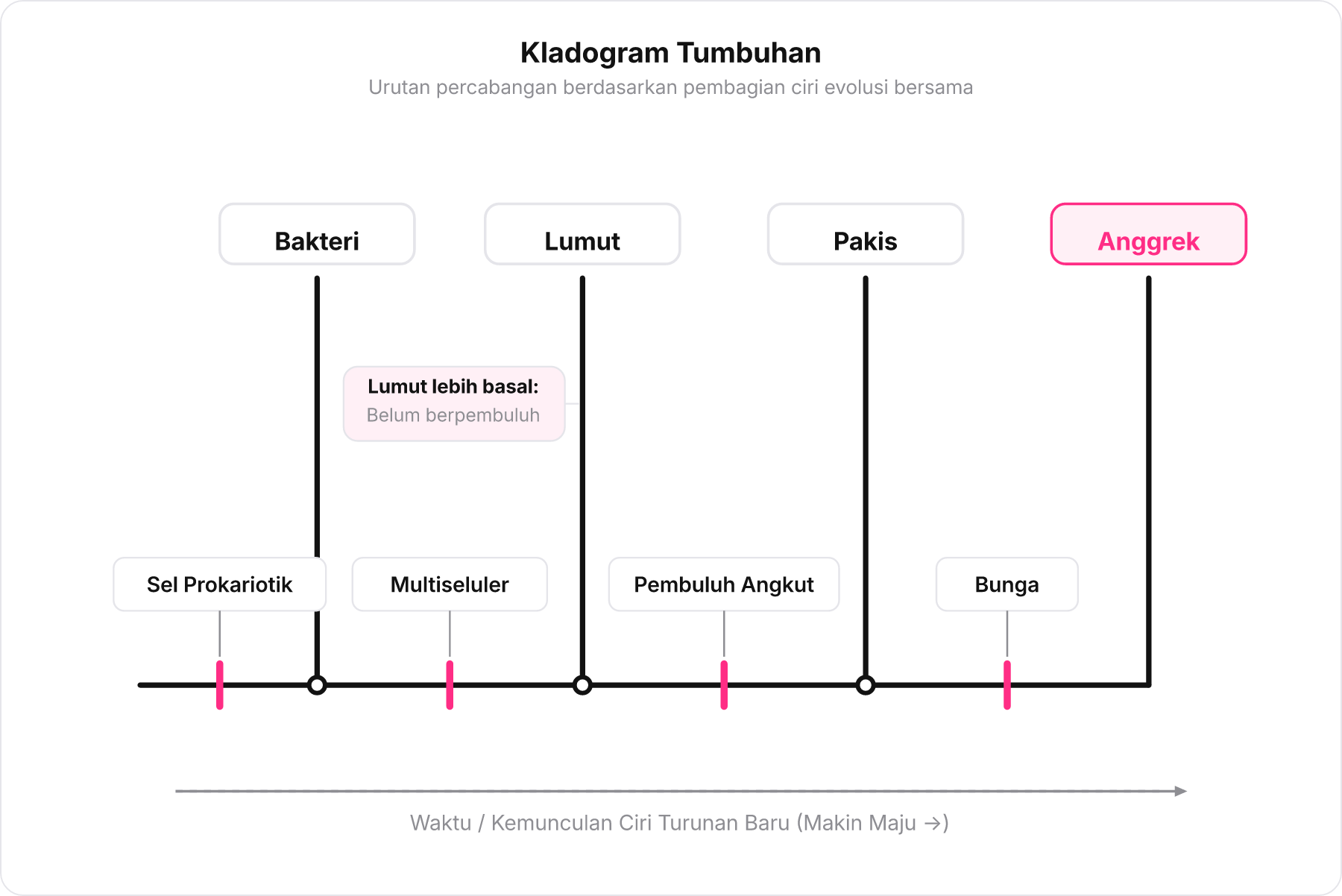 Diagram kladogram yang menunjukkan urutan percabangan Bakteri, Lumut, Pakis, dan Anggrek berdasarkan ciri turunan.