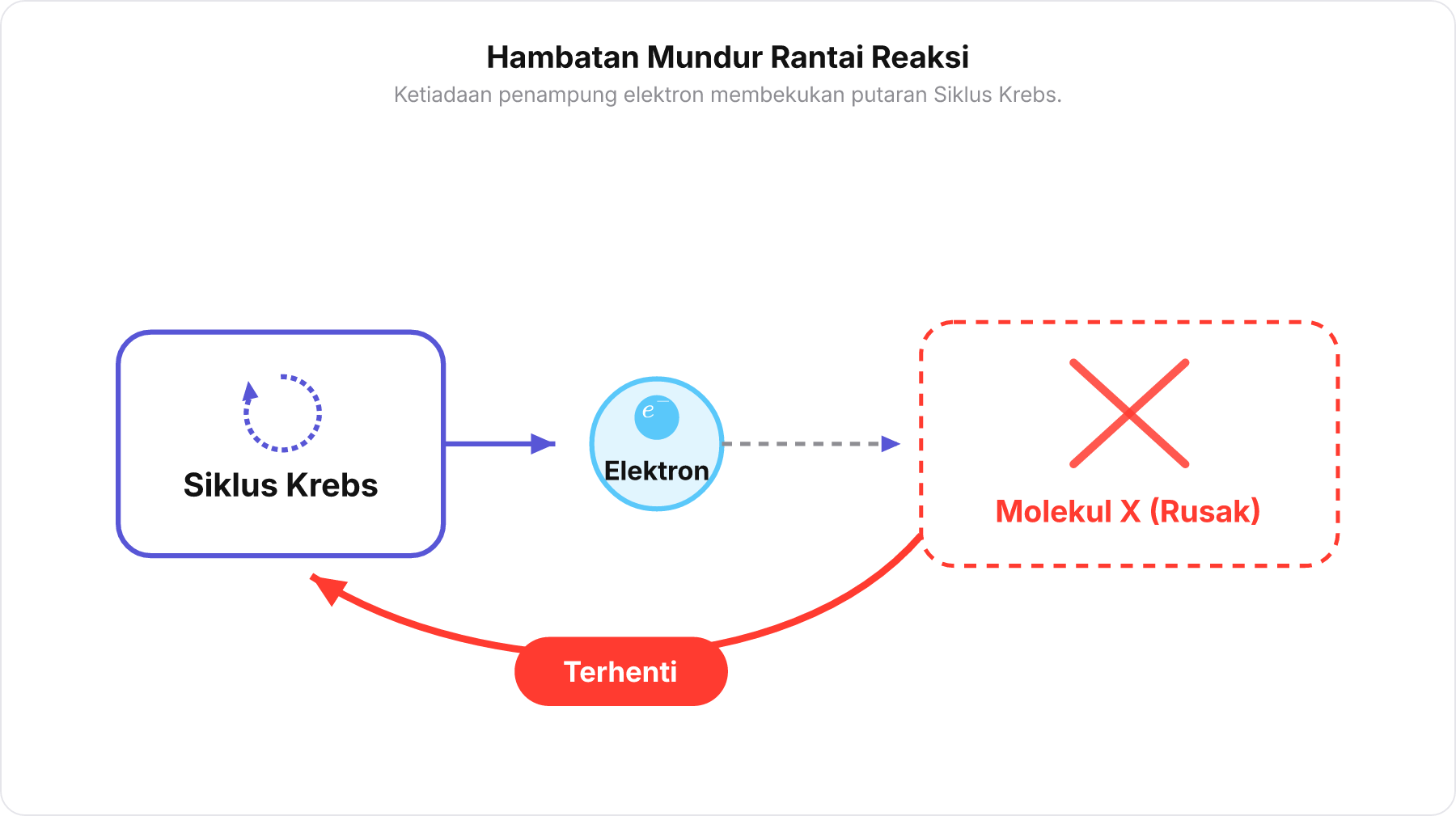 Diagram skema umpan balik di mana ketiadaan molekul X menyebabkan elektron menumpuk dan menghentikan Siklus Krebs.