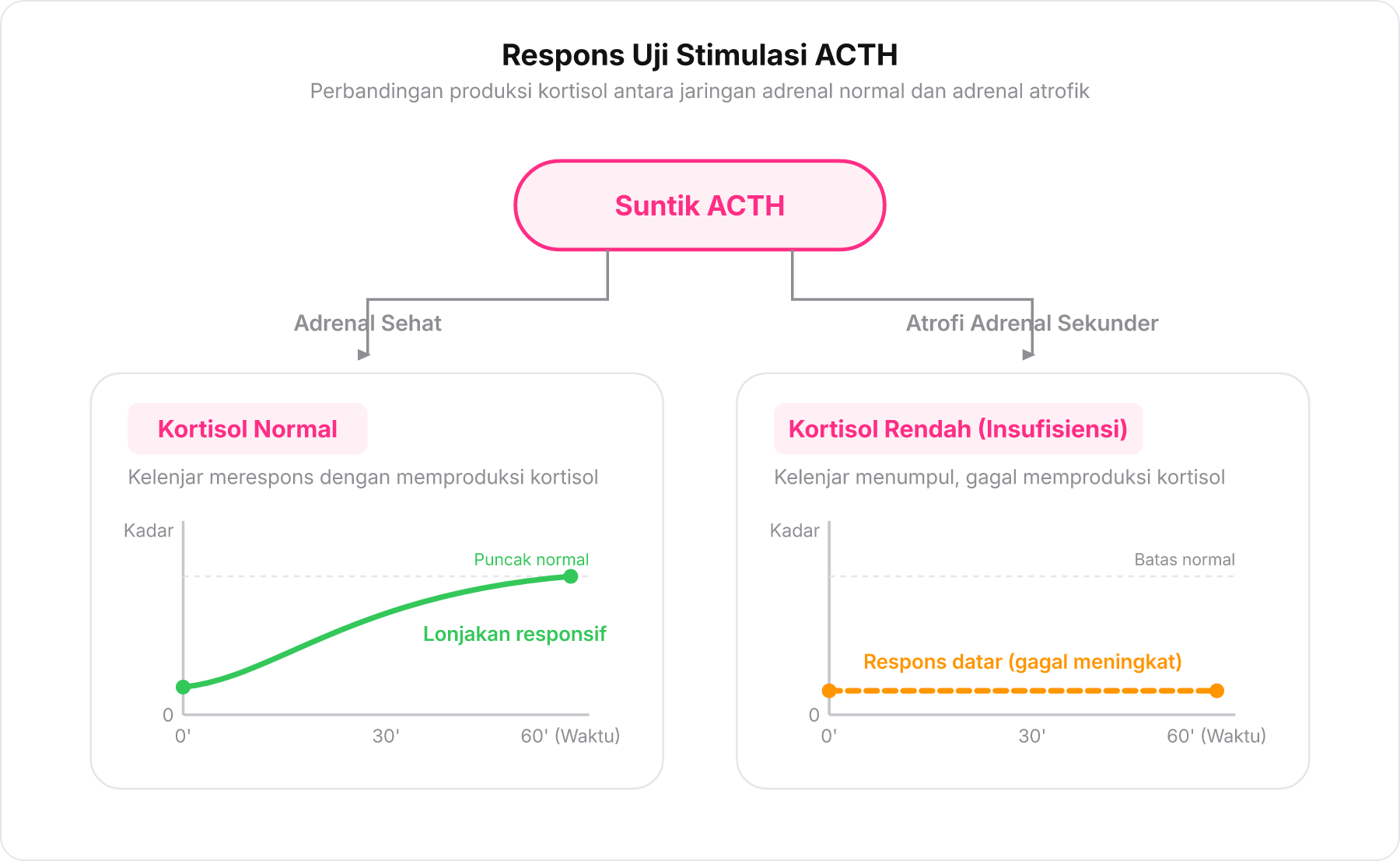 Diagram alir respons uji stimulasi ACTH membandingkan kelenjar adrenal sehat versus atrofi adrenal pada insufisiensi sekunder