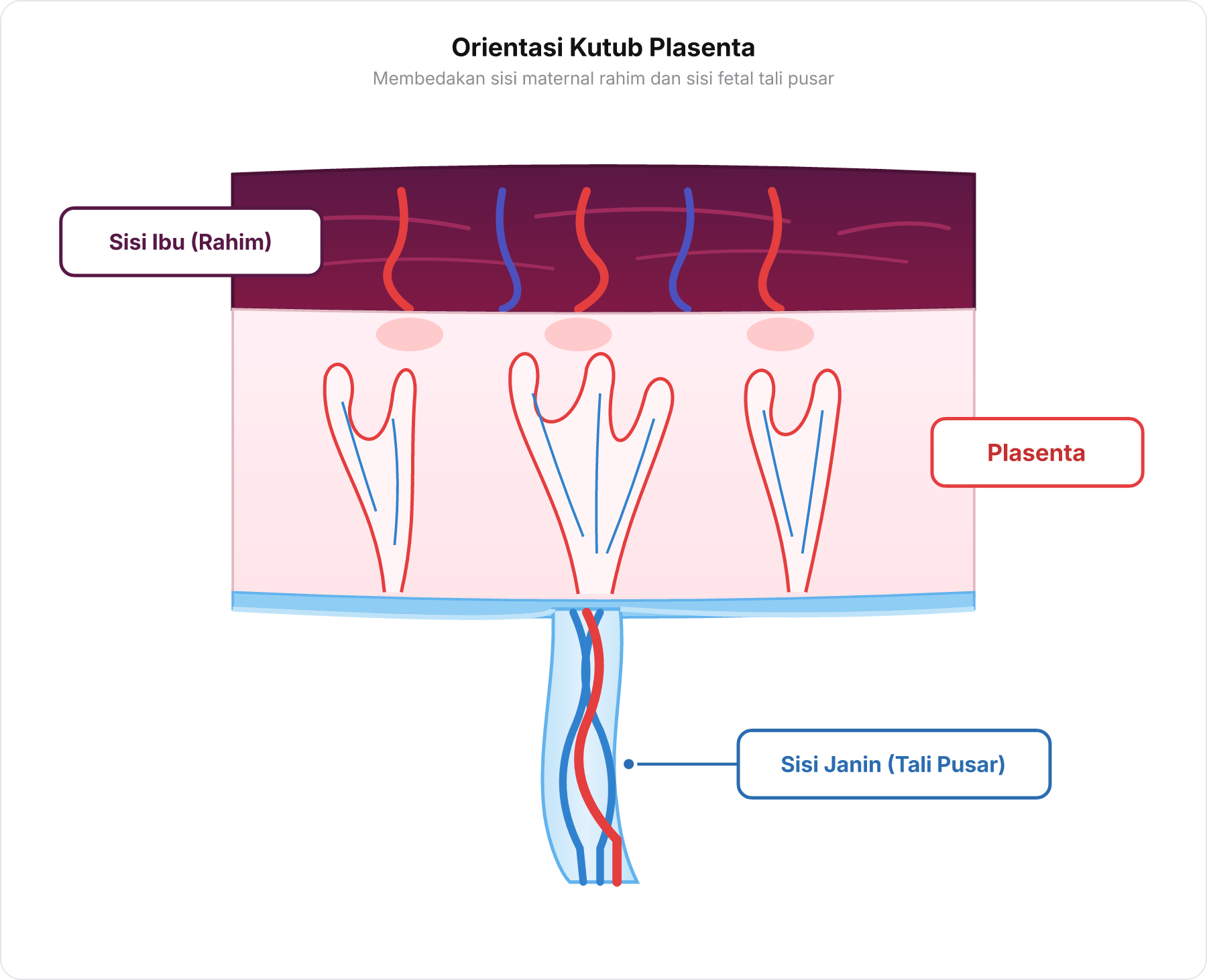 Diagram skematik penampang melintang plasenta yang membedakan sisi dinding rahim ibu dan sisi tali pusar janin.