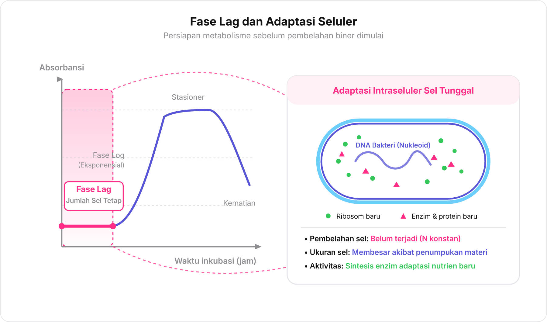 Diagram kurva pertumbuhan bakteri menyorot fase lag dan aktivitas adaptasi intraseluler bakteri